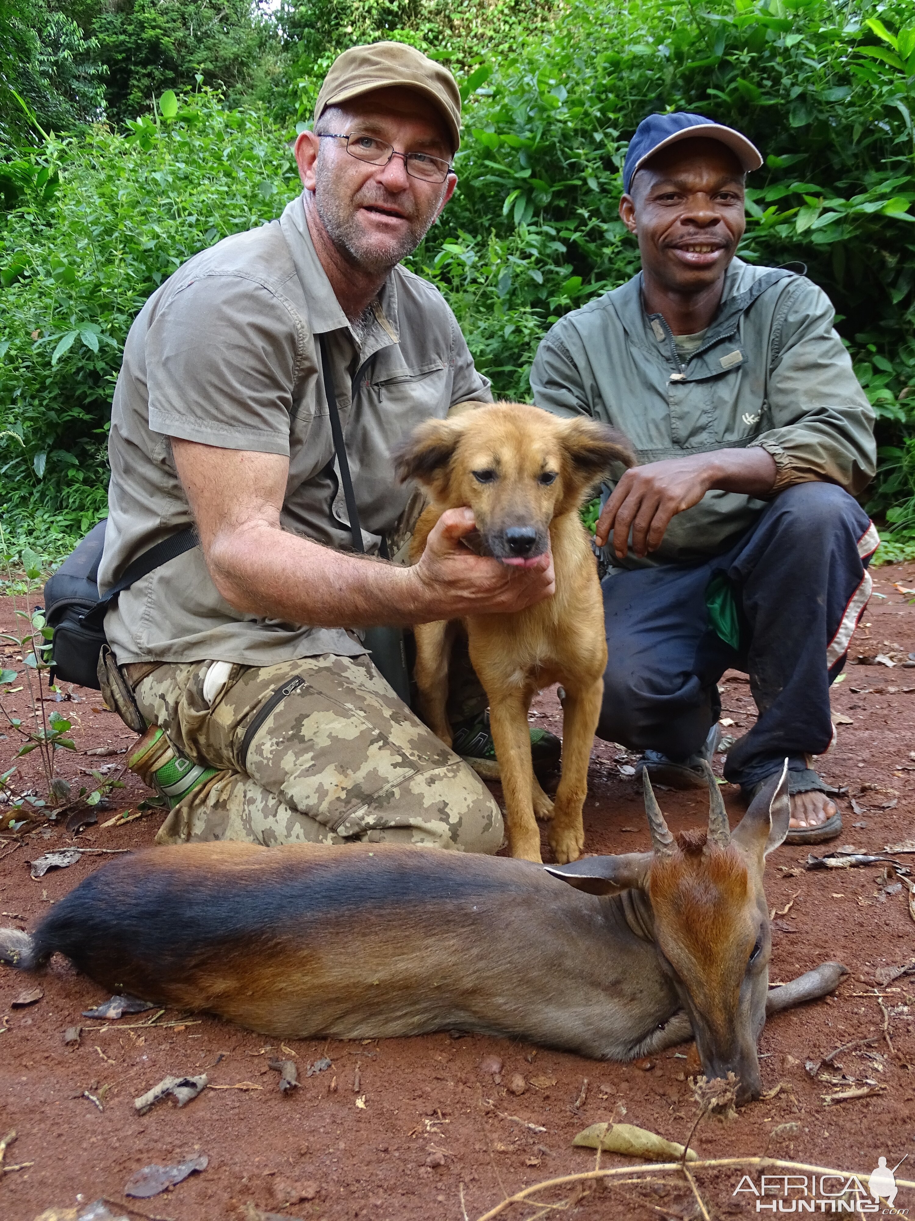 Bay Duiker hunt Congo