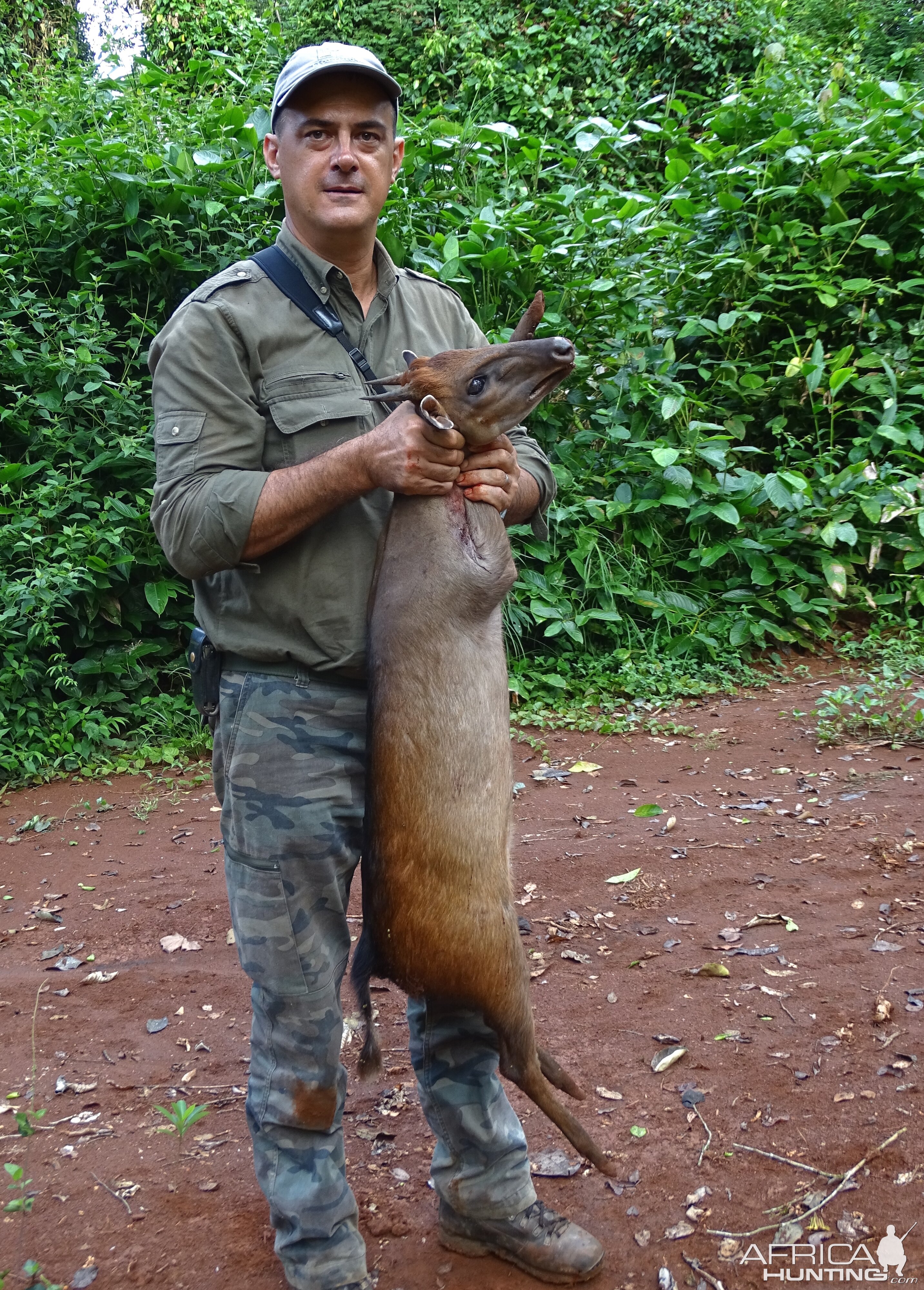 Bay Duiker hunt Congo