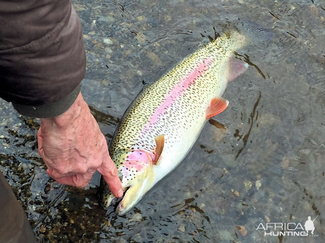 Bead fishing for rainbow trout