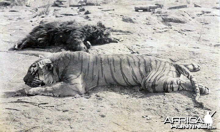 Bear and Tiger hunt India