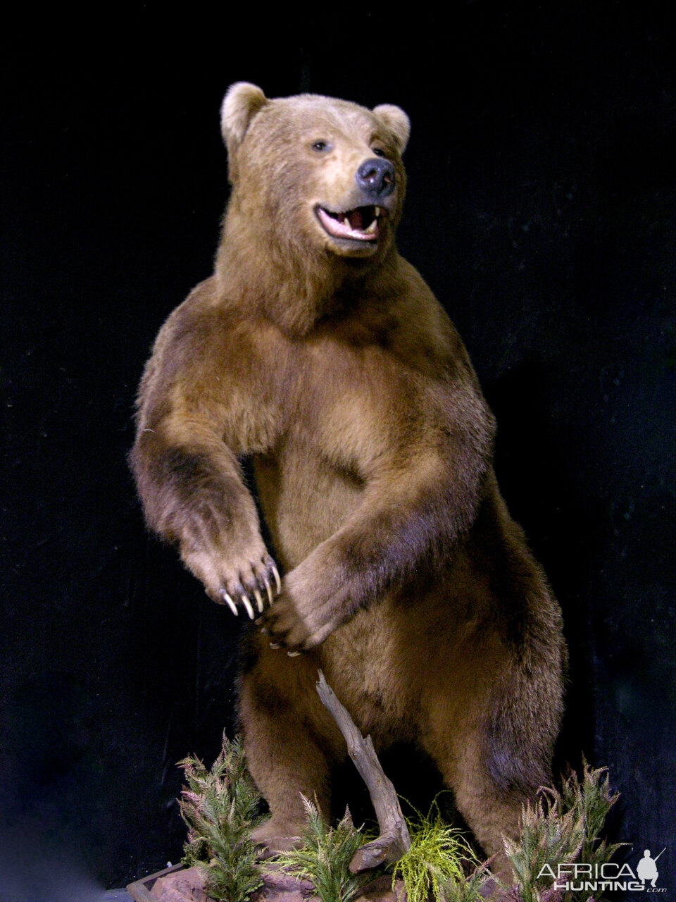 Bear Full Mount Taxidermy