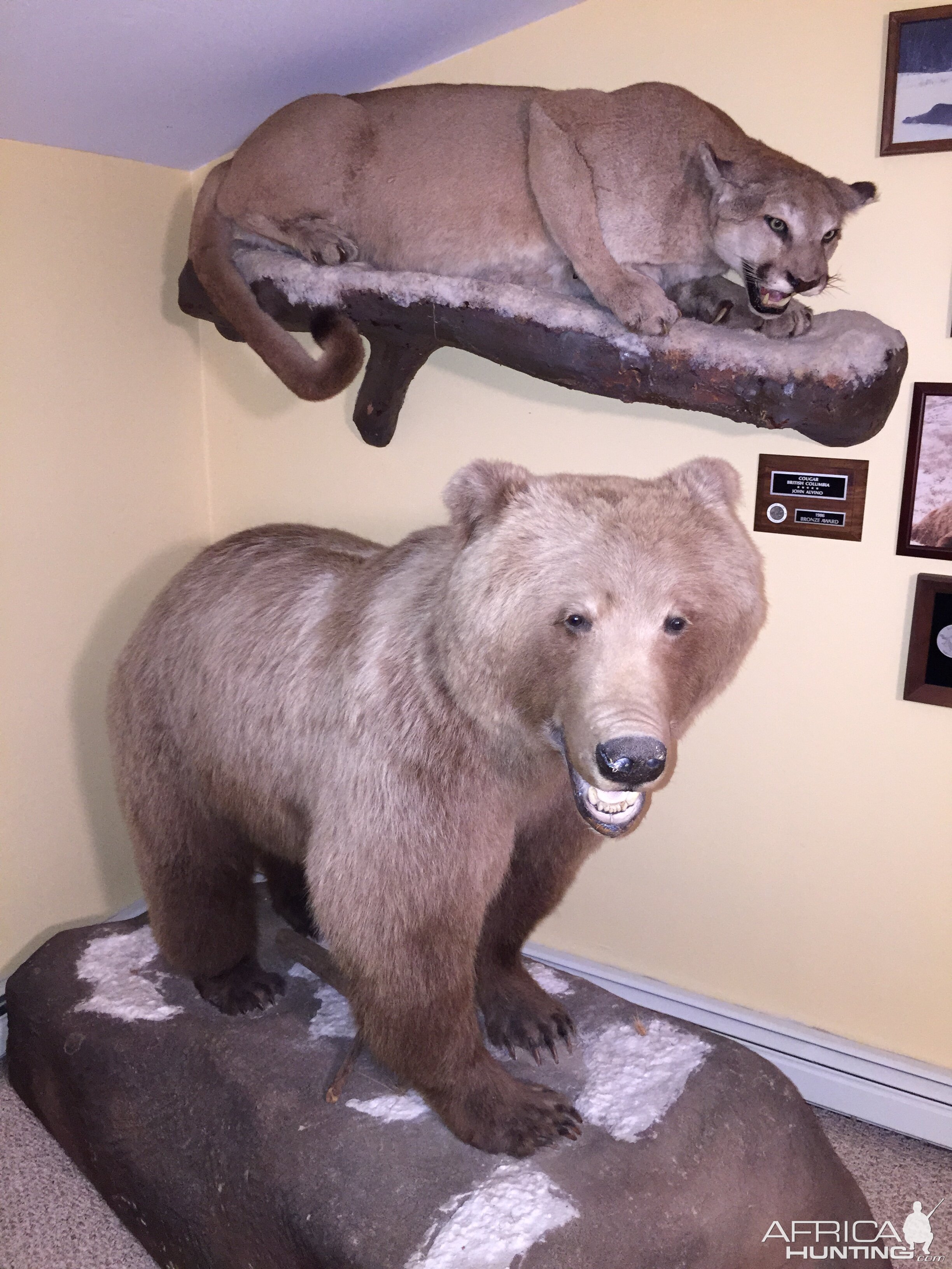 Bear & Mountain Lion Full Mount Taxidermy