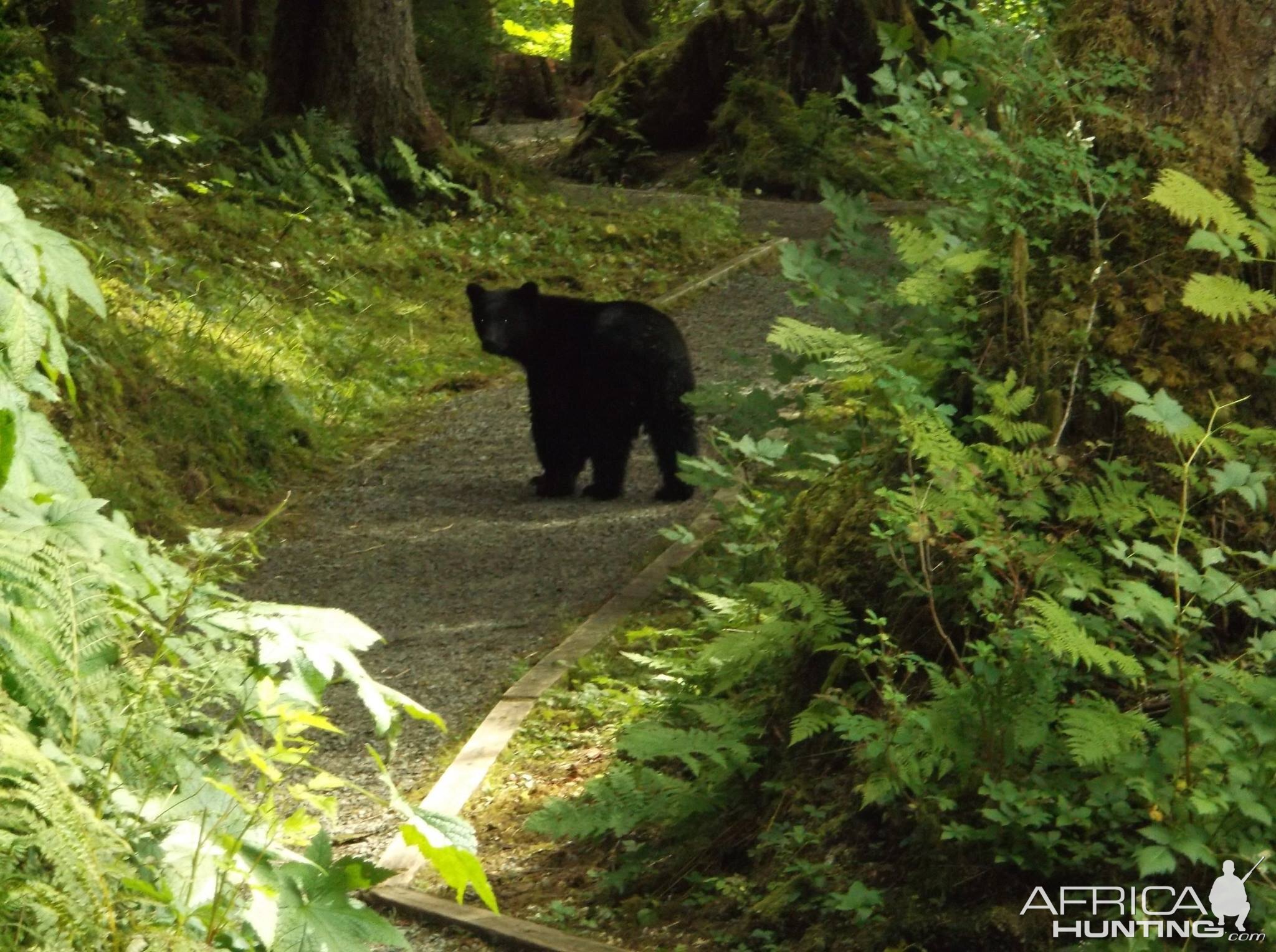 Bear New fishing partner