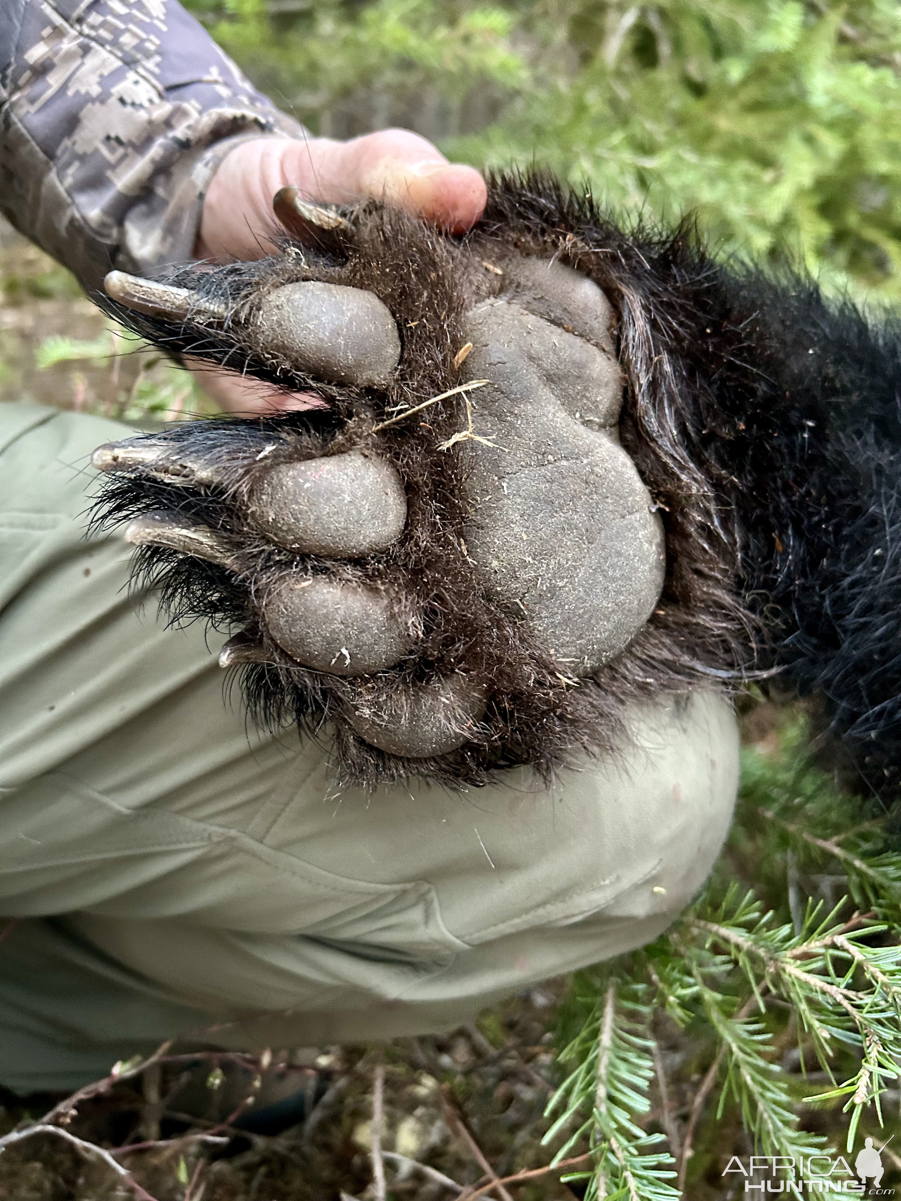 Bear Paw