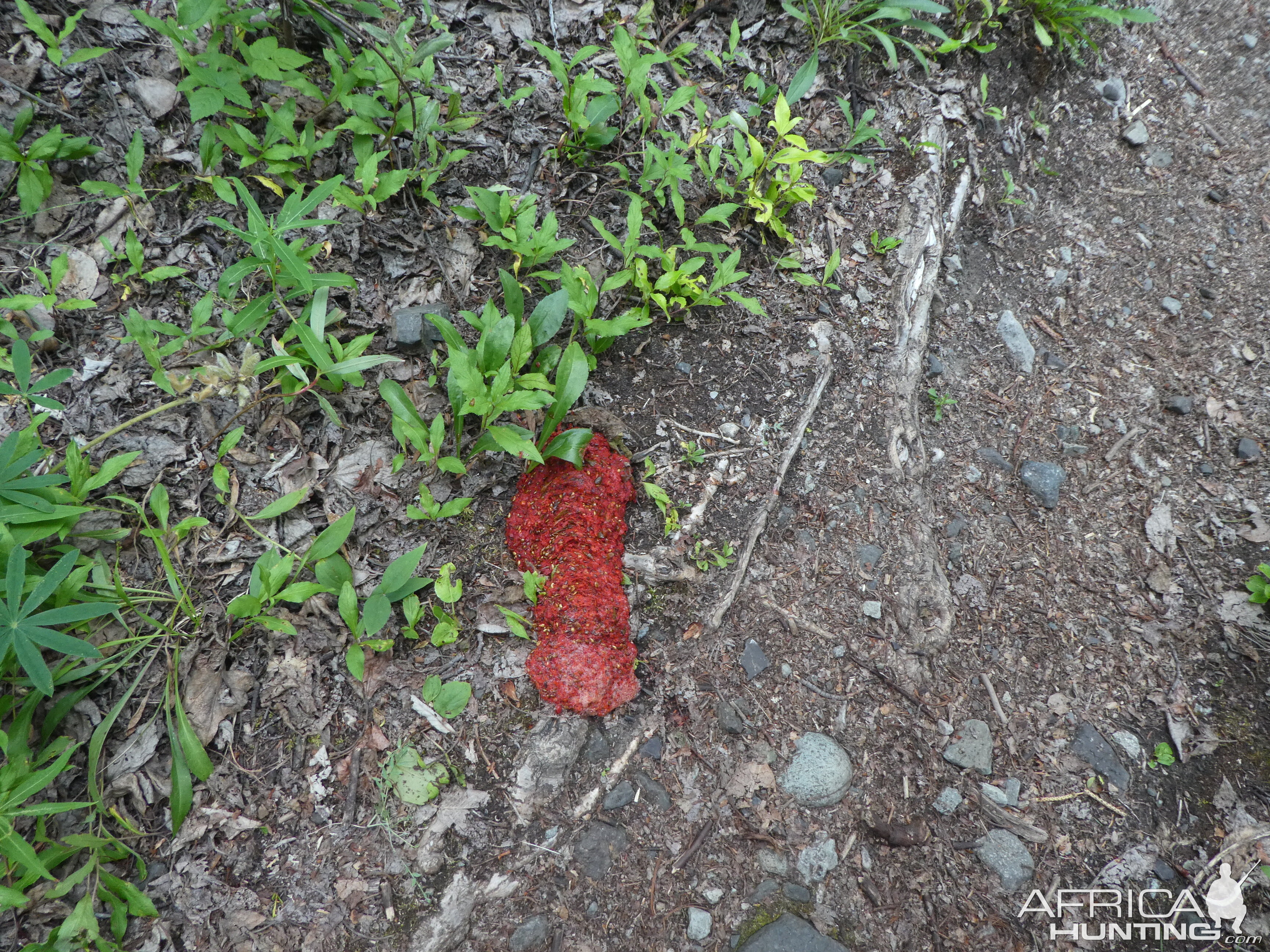 Bear Poop Pictures