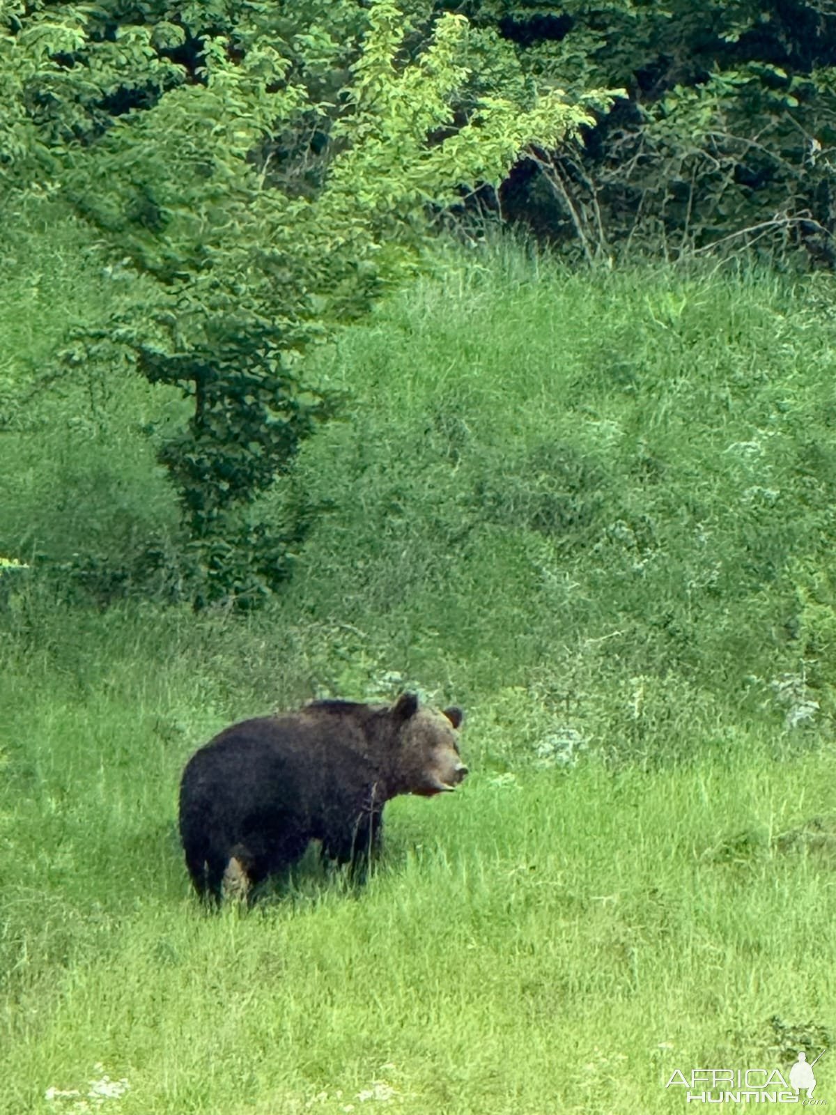 Bear Romania