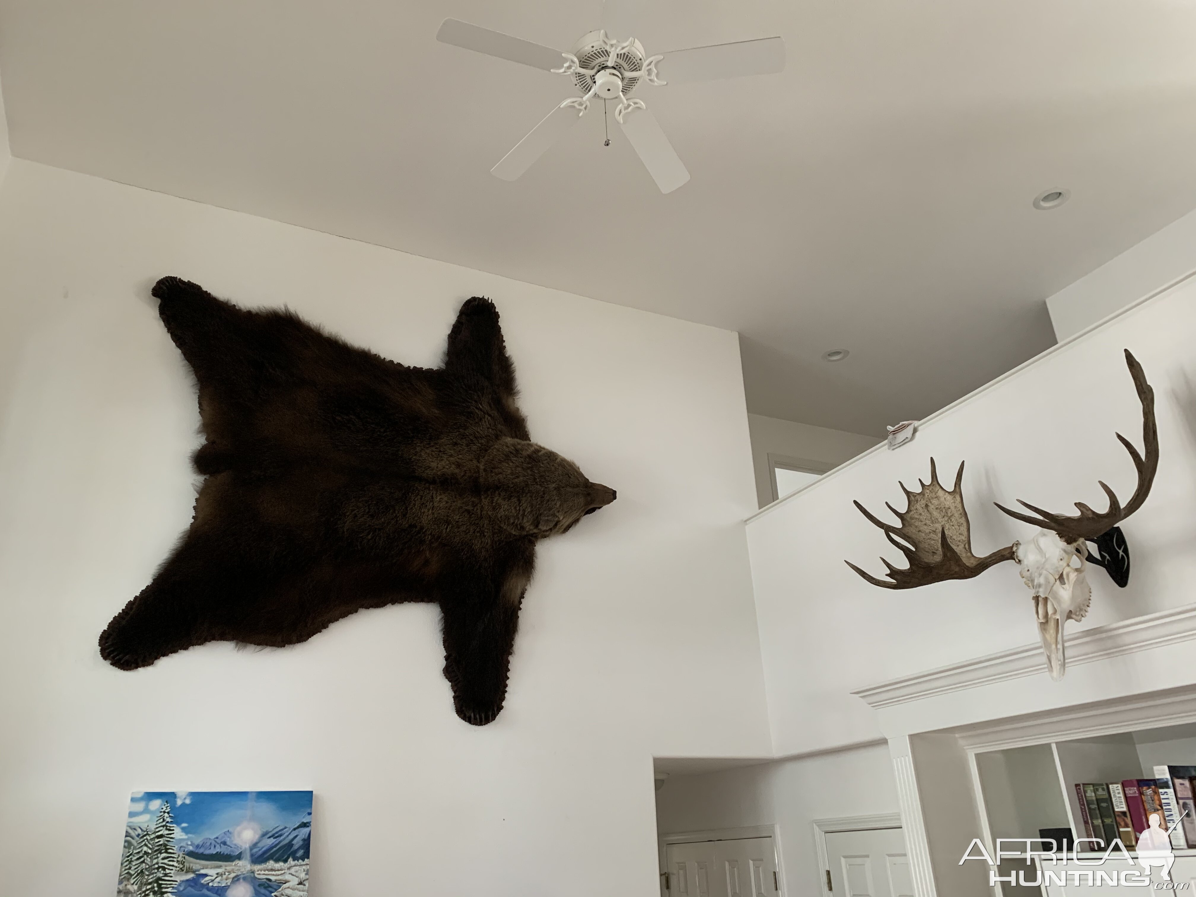 Bear Rug Taxidermy