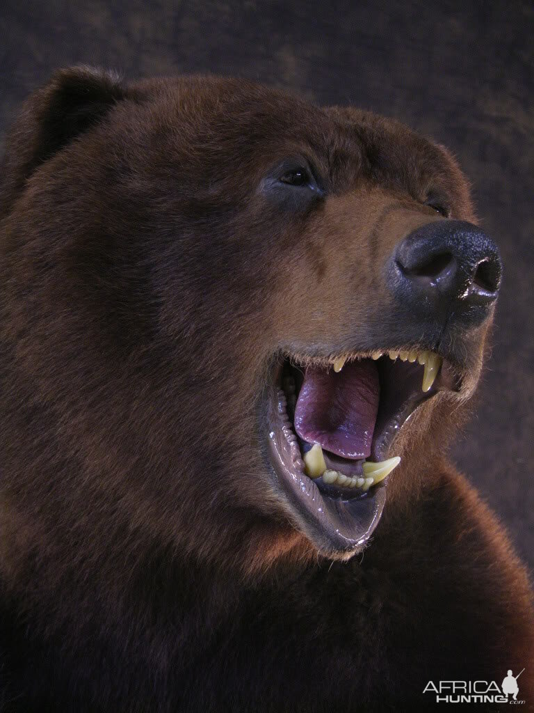 Bear Taxidermy