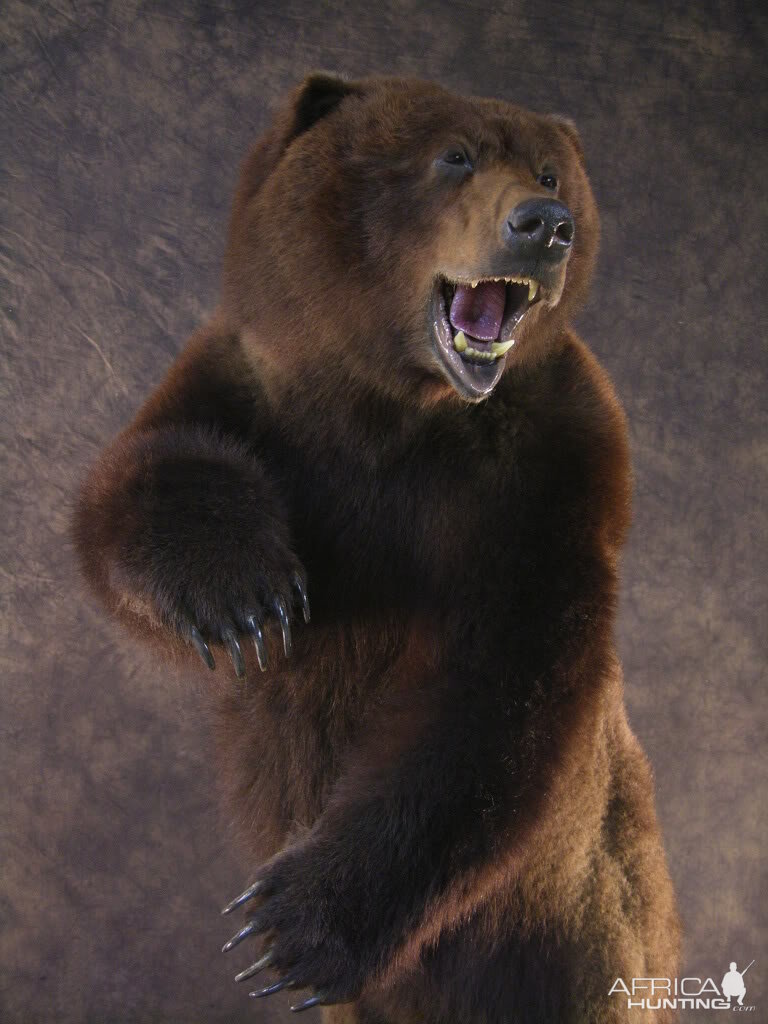 Bear Taxidermy