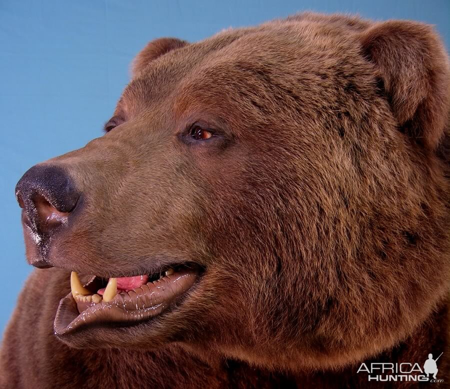 Bear Taxidermy