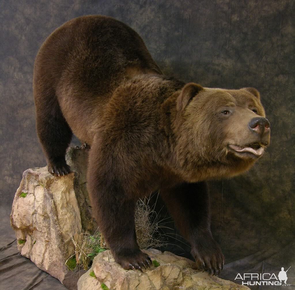 full size taxidermy bear