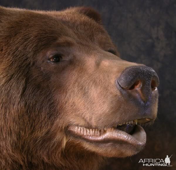 Bear Taxidermy