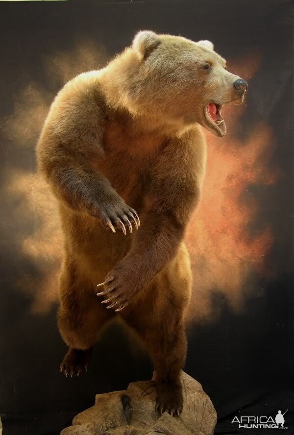 Bear Taxidermy