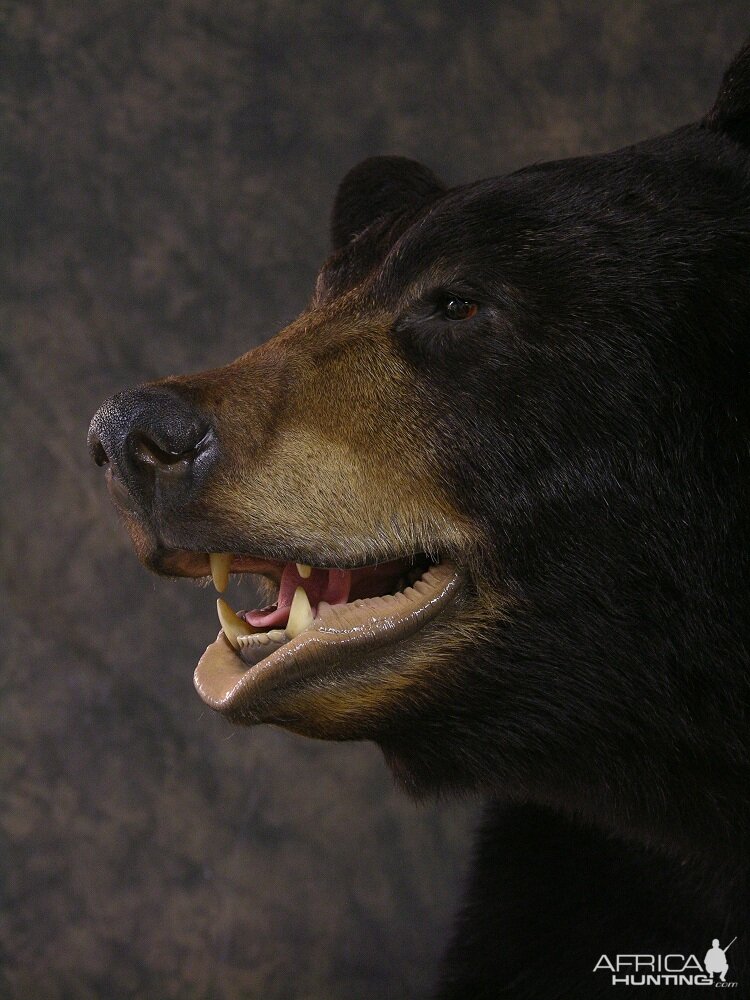 Bear Taxidermy