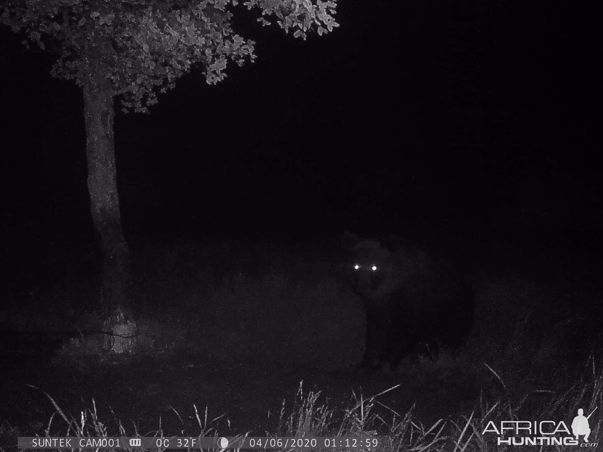 Bear Trail Cam Pictures Croatia Europe