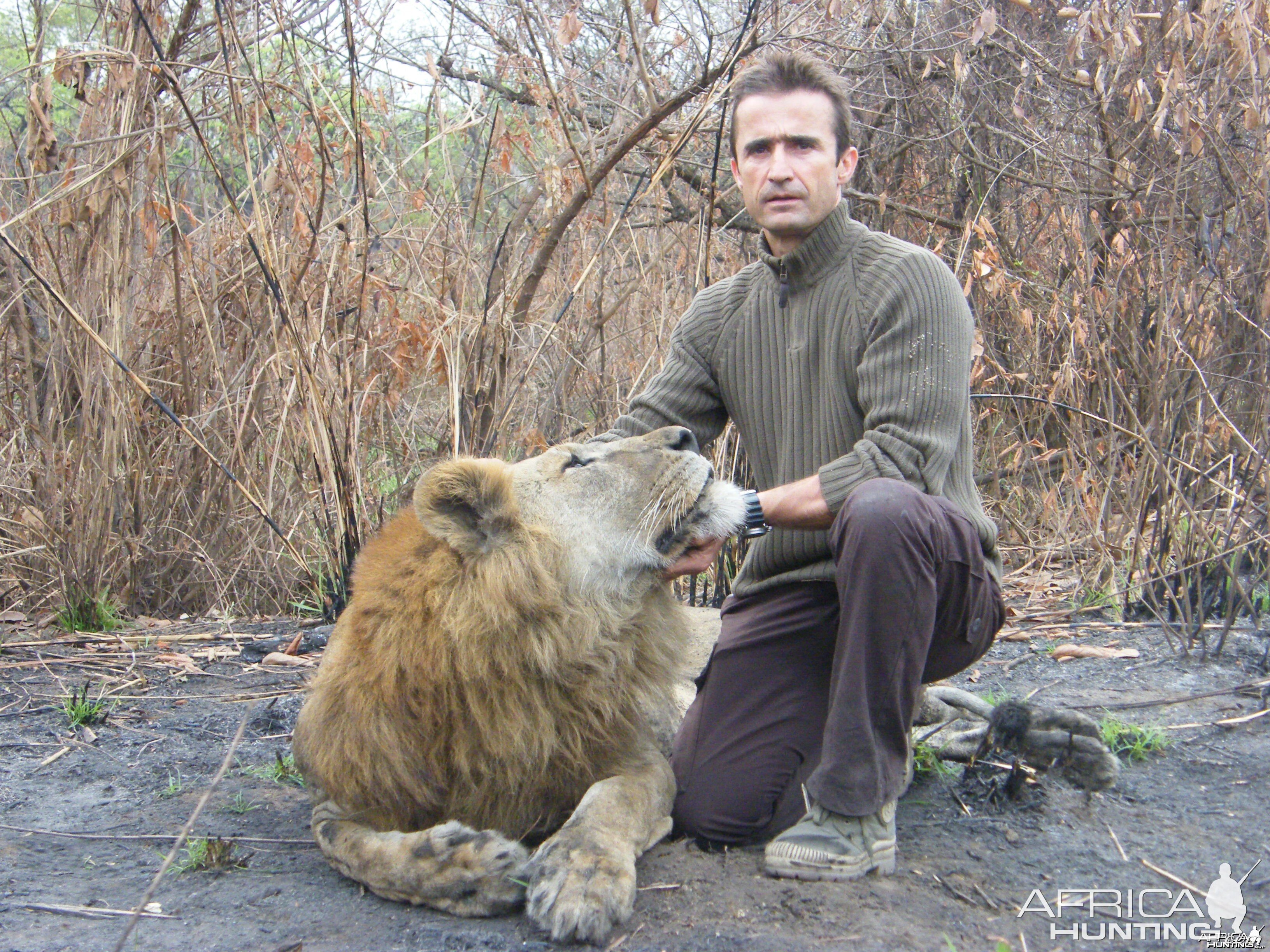 Beautiful Lion taken in CAR with Safaria