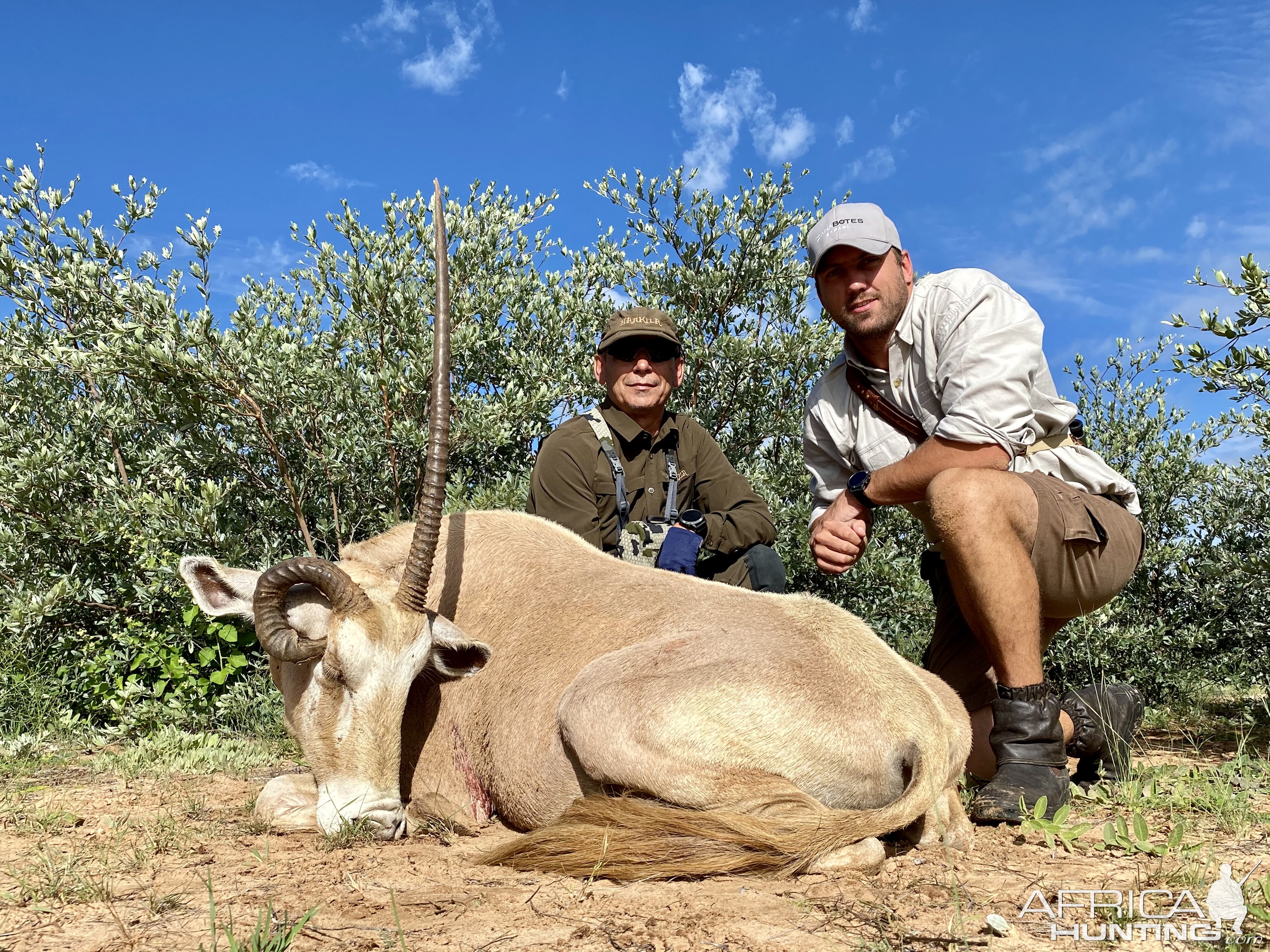 Beautiful Unusual Golden Gemsbok