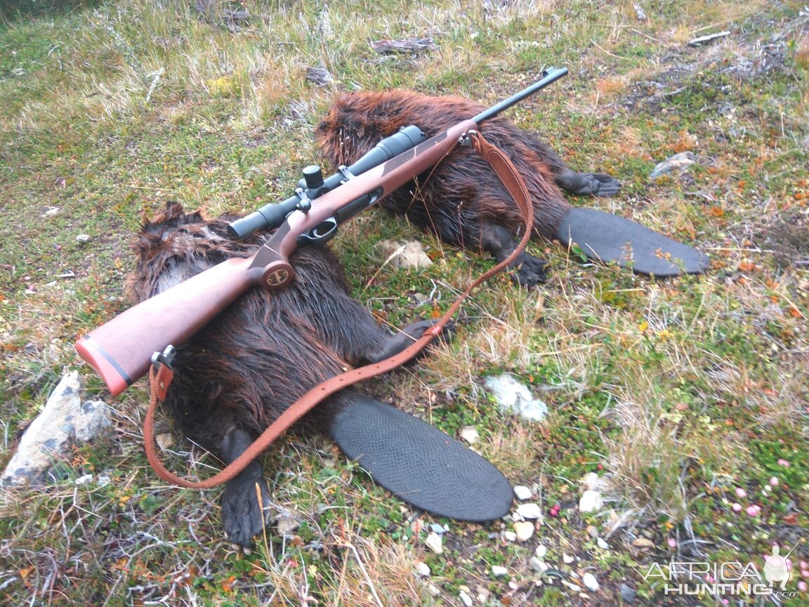 Beaver Hunt Chile South America