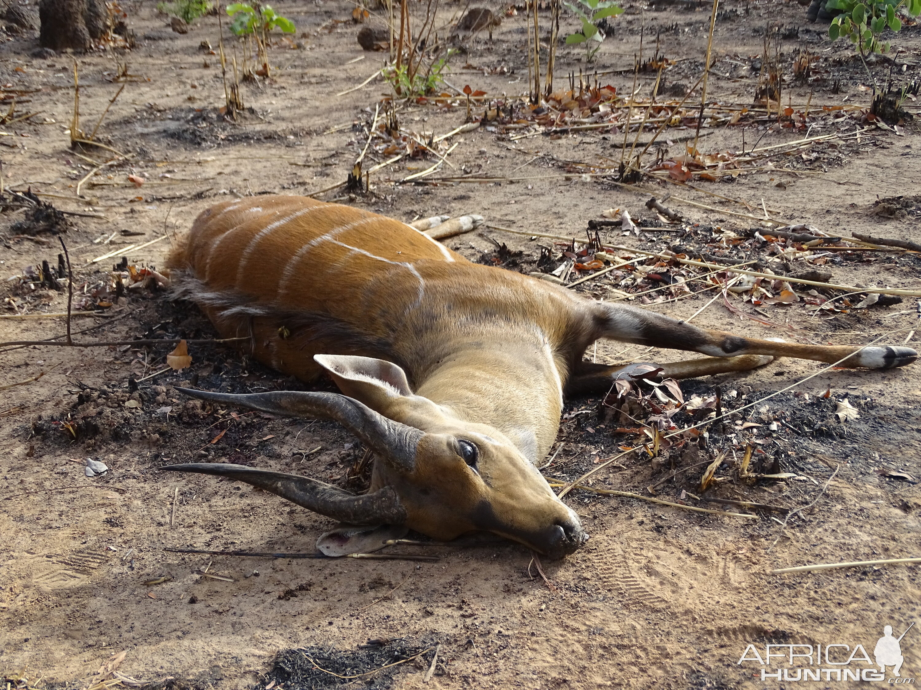 Benin Hunt Bushbuck