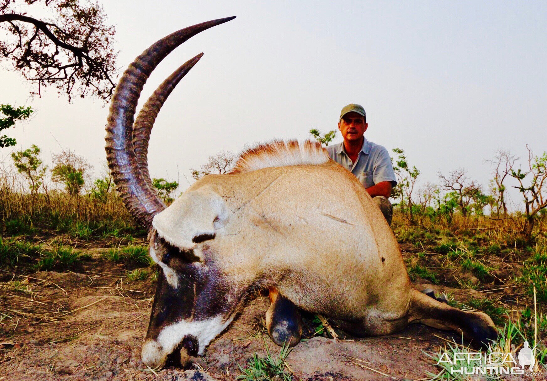 Benin Hunting Roan