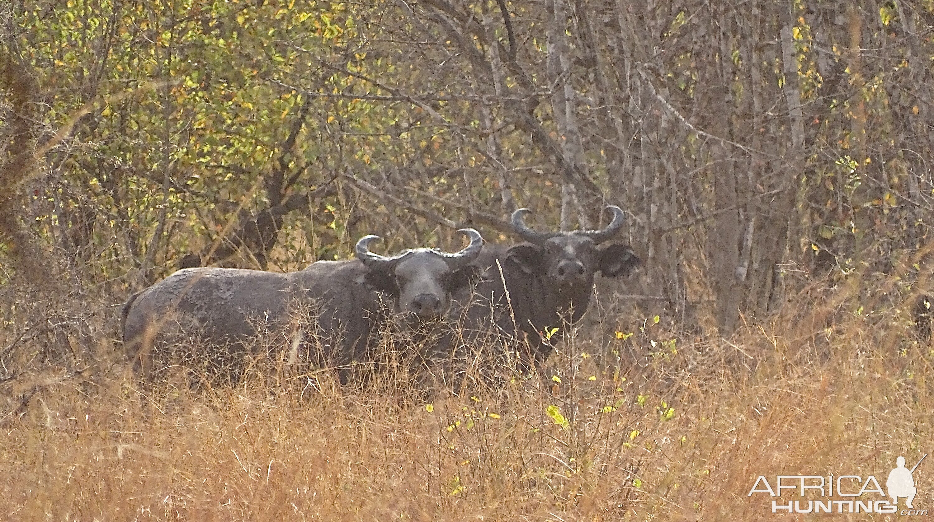 Benin West African Savanna Buffalo Wildlife