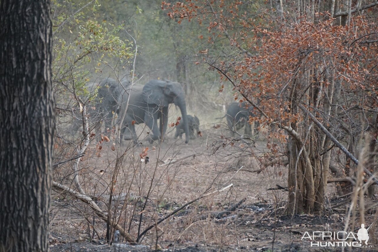 Benin Wildlife Elephant