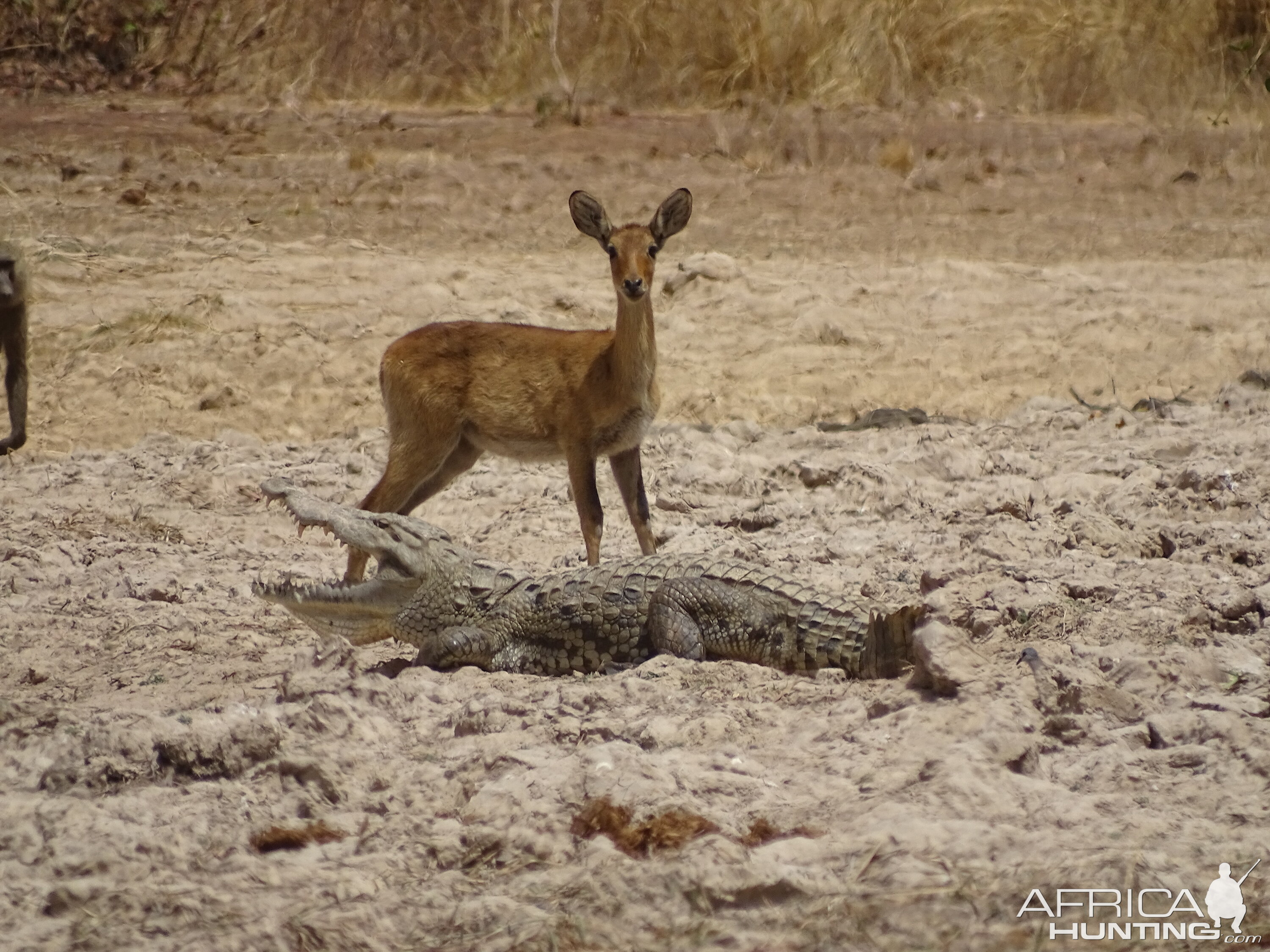 Benin Wildlife Reedbuck