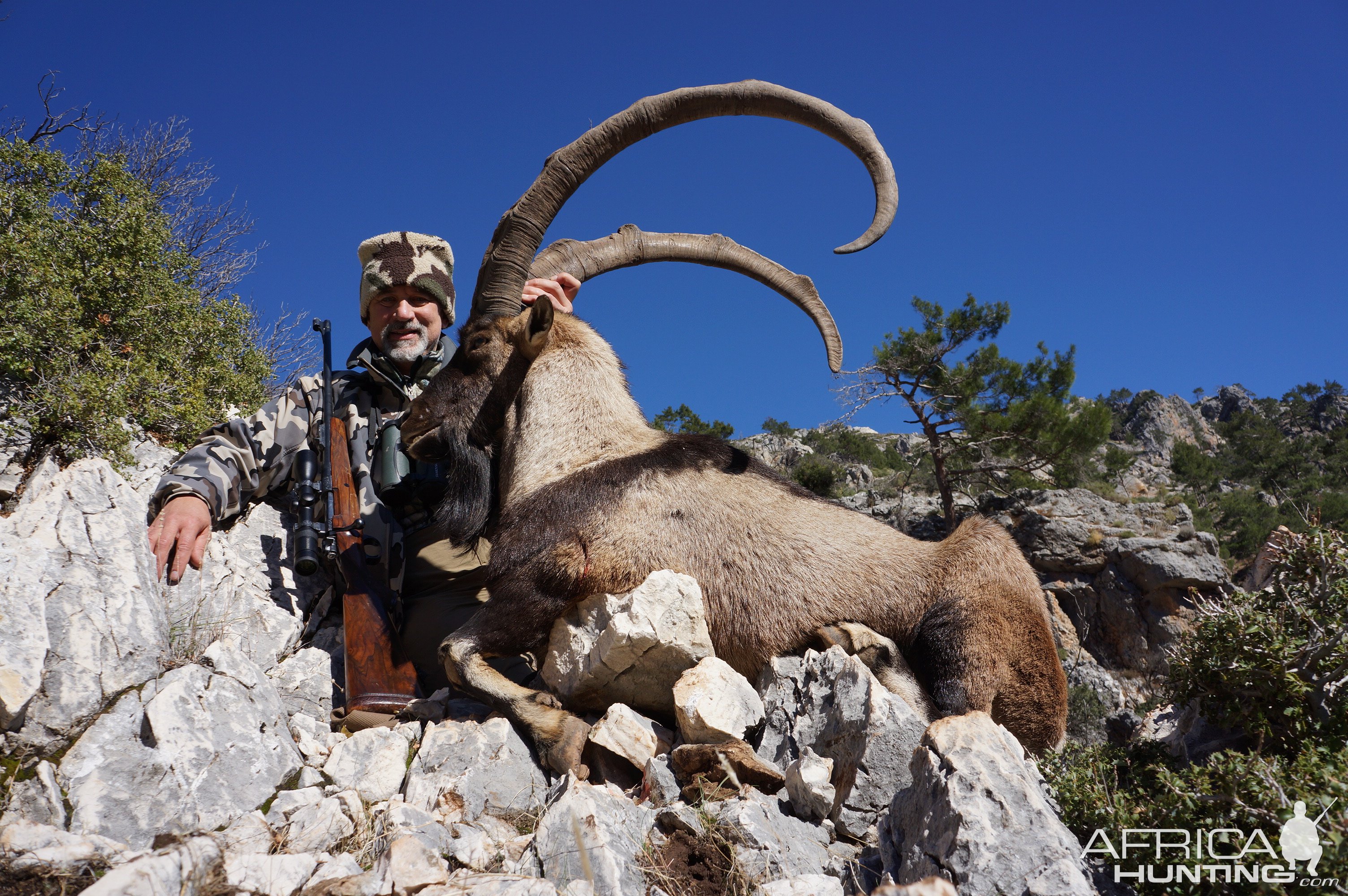 Bezoar Ibex