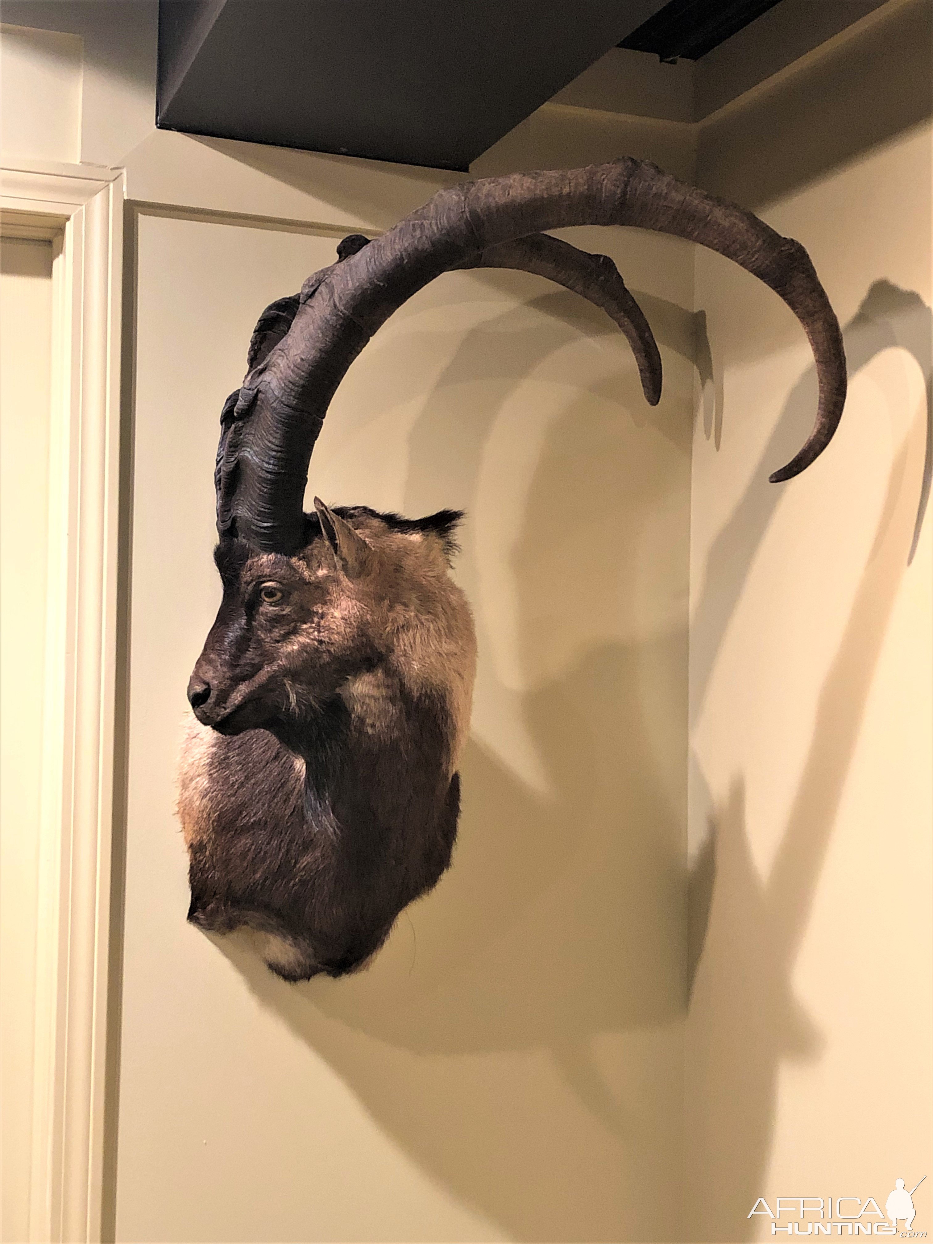 Bezoar Shoulder Mount Taxidermy