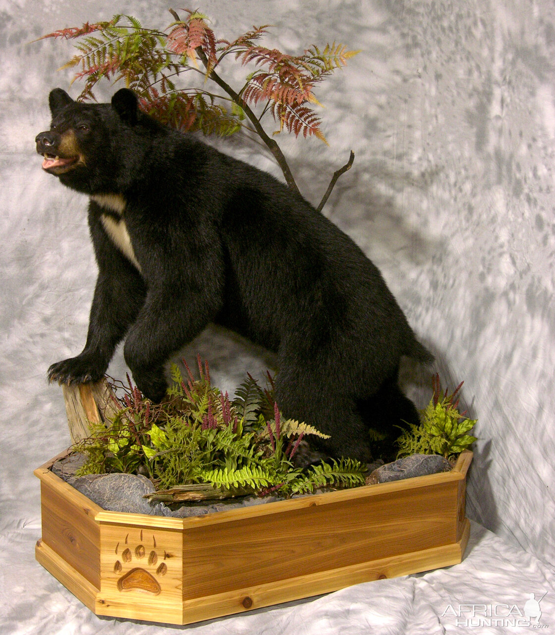 Bibbed Black Bear Full Mount Taxidermy | AfricaHunting.com