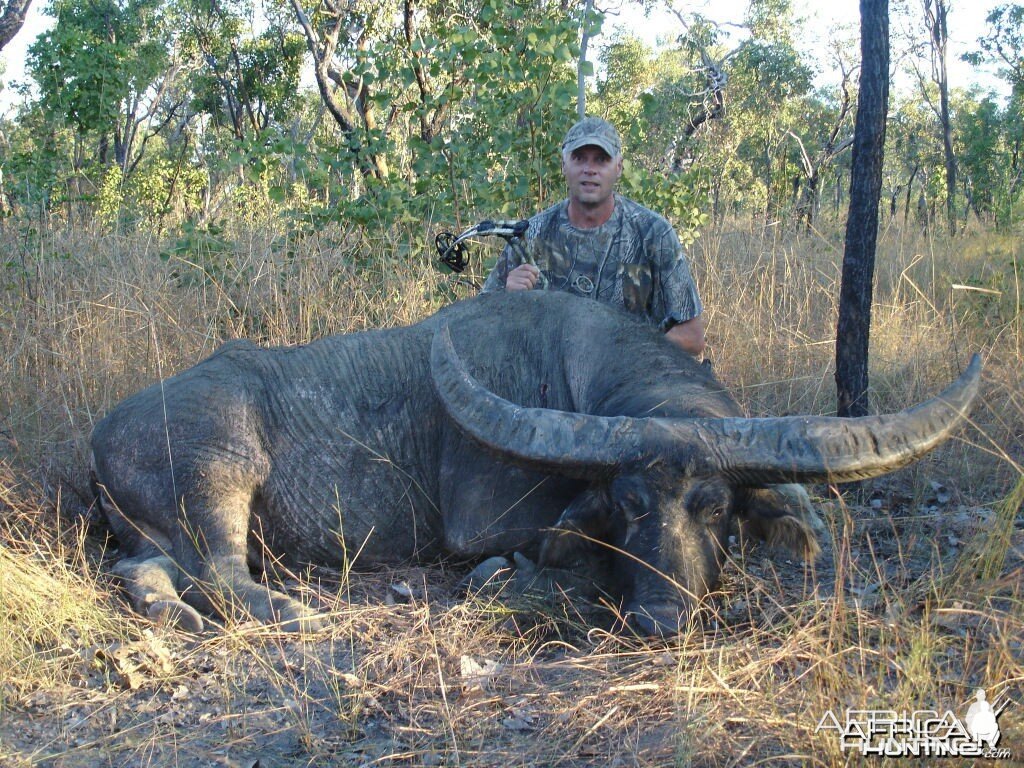 Big Australian Buffalo with bow