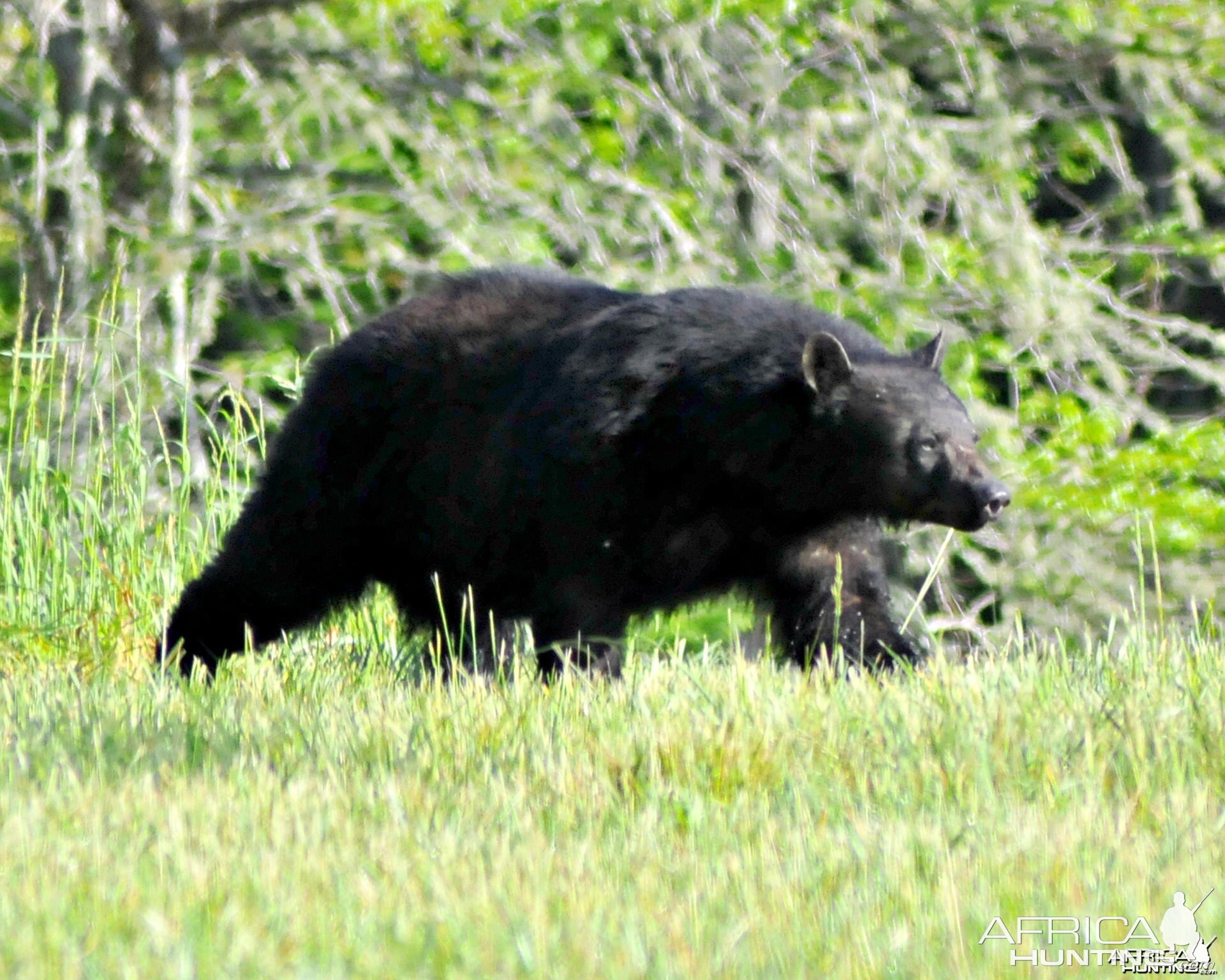 Big bear in an open field during my trip to Tennessee, US