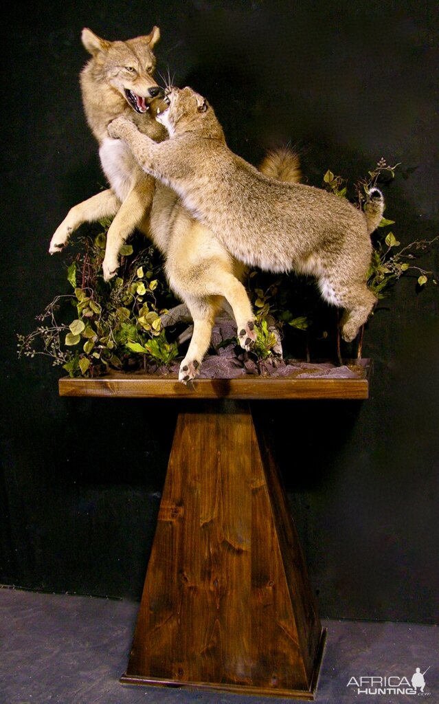 Big Bobcat VS Coyote Full Mount Pedestal Taxidermy