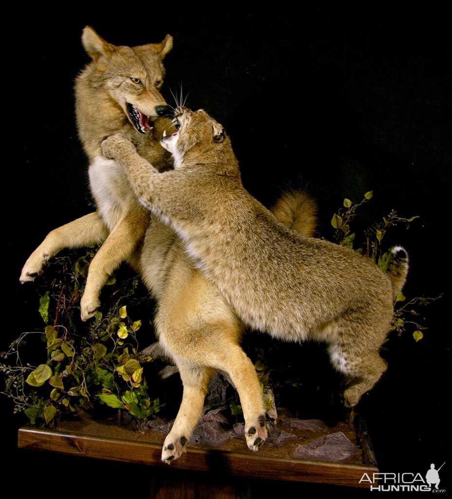 Big Bobcat VS Coyote Full Mount Pedestal Taxidermy | AfricaHunting.com