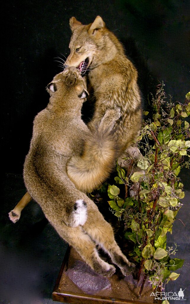 Big Bobcat VS Coyote Full Mount Pedestal Taxidermy