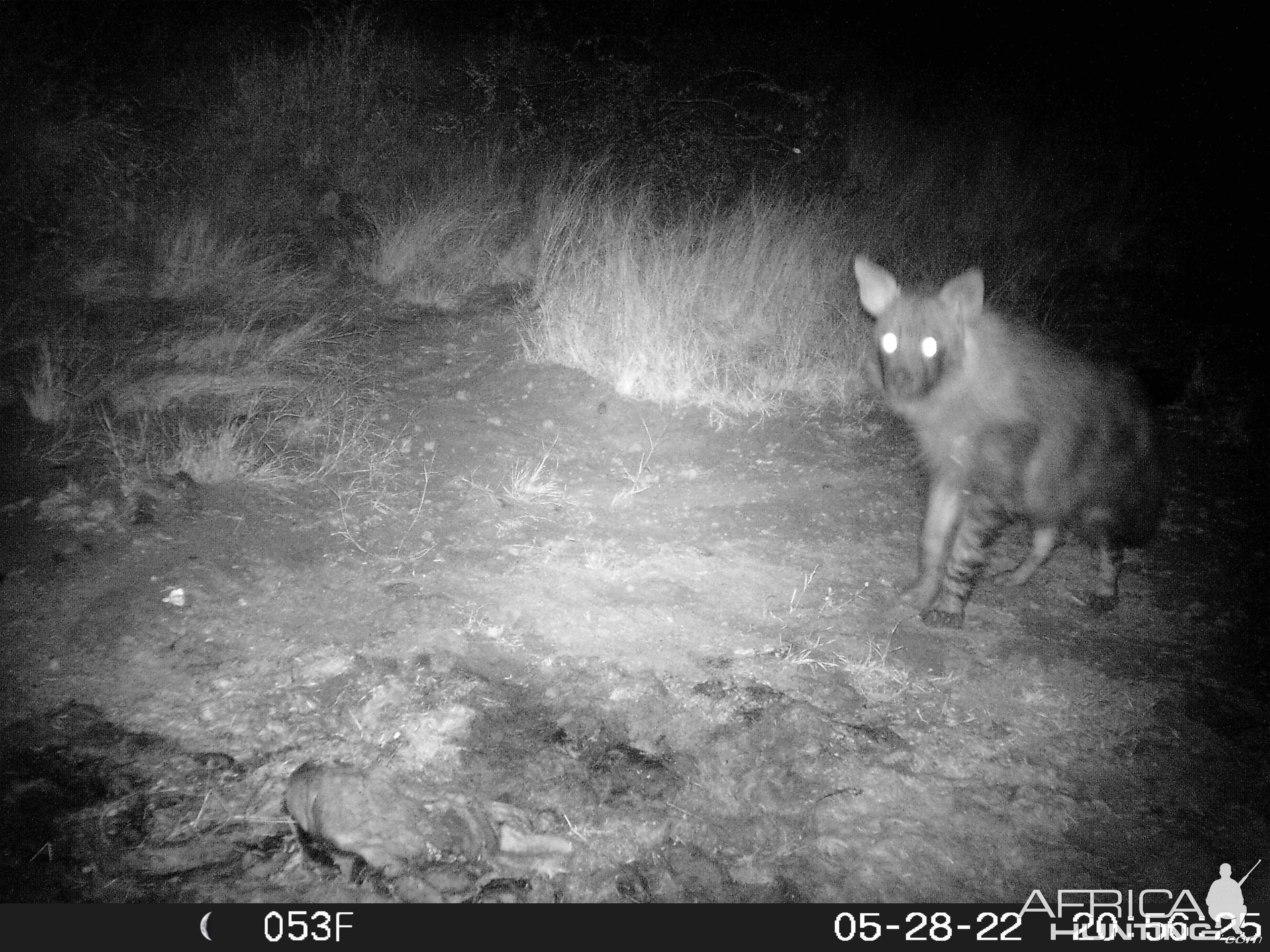 Big Brown Hyena Trail Camera South Africa