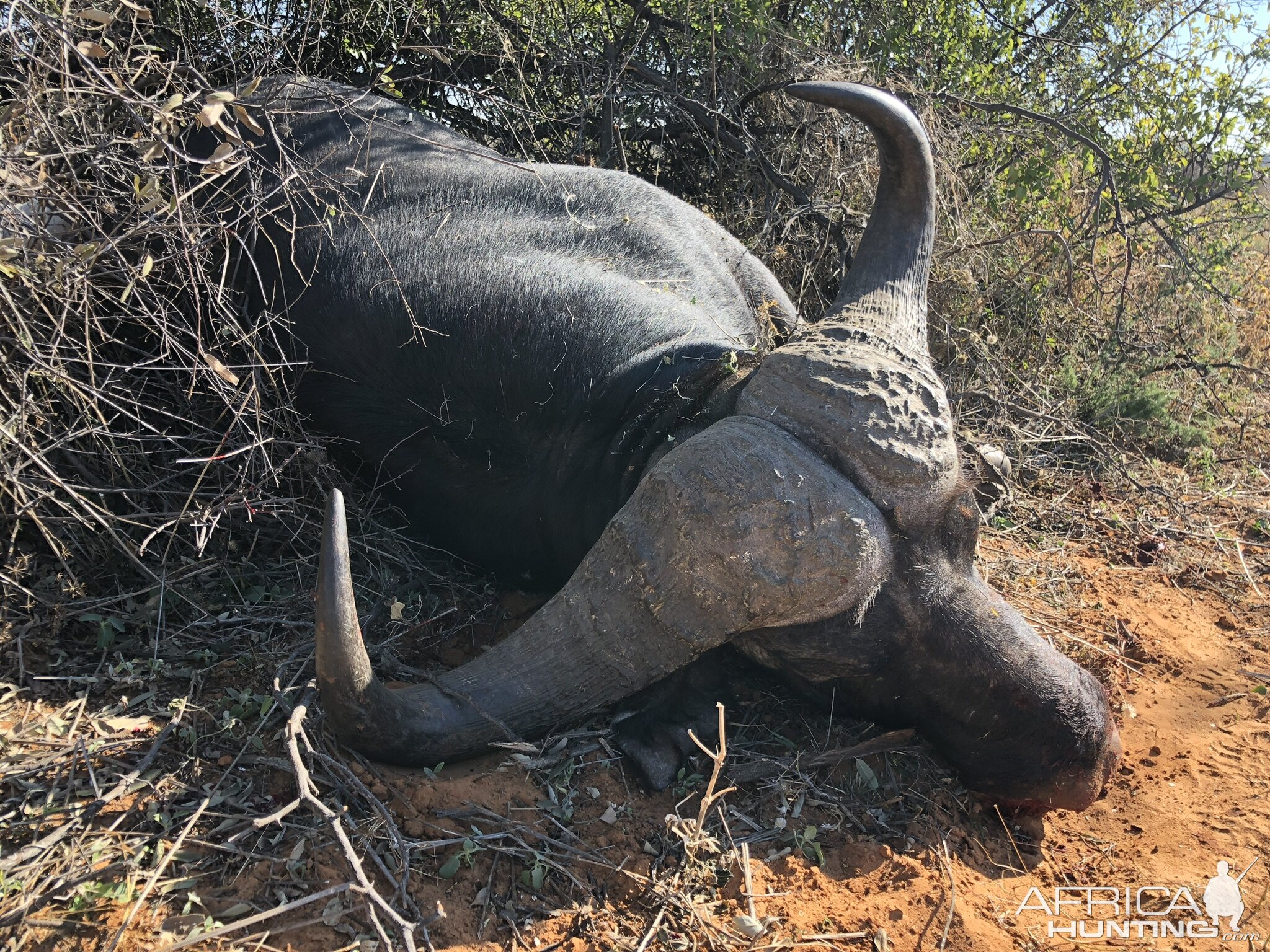Big buffalo bull taken with JKO Hunting Safaris
