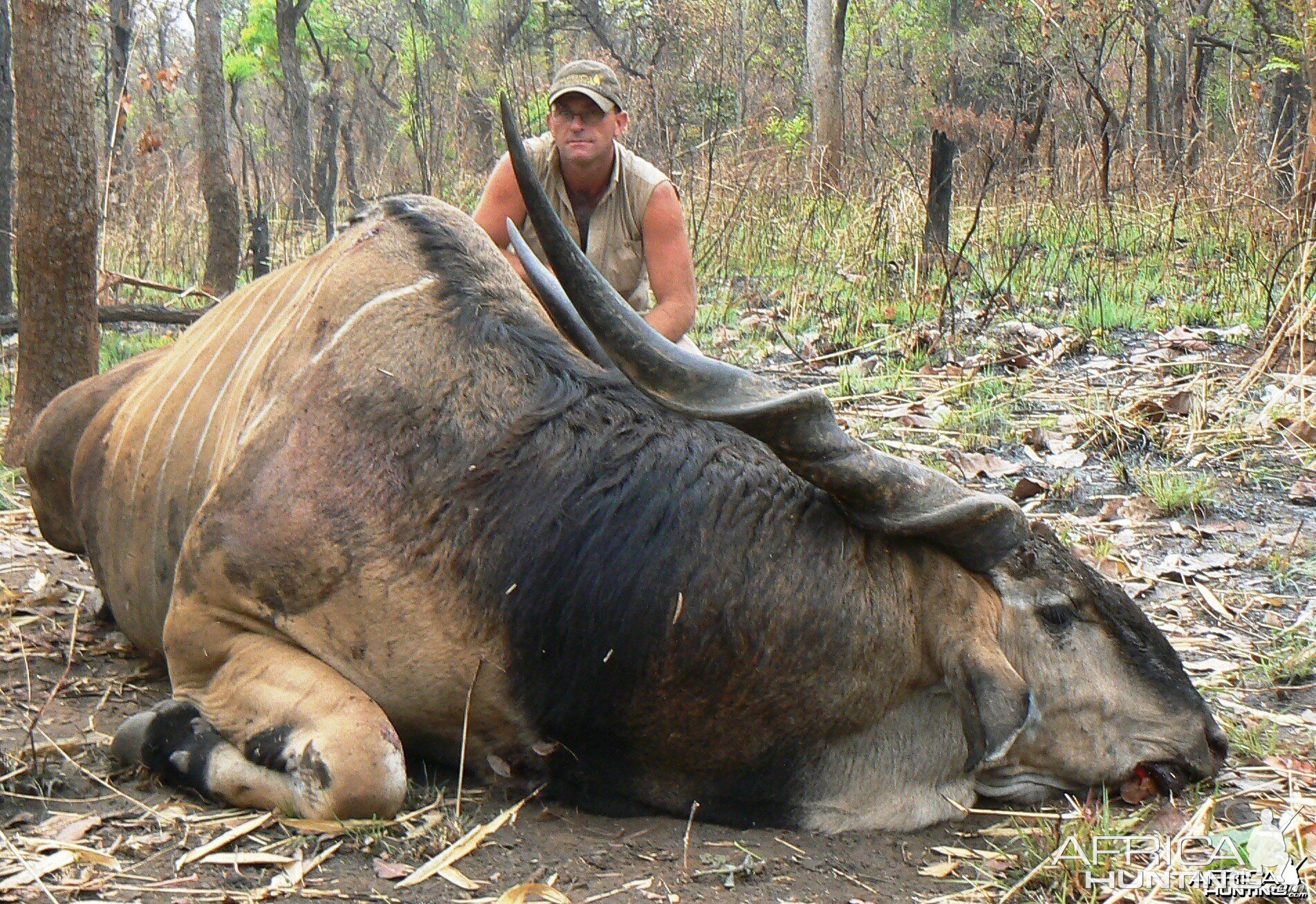 Big Eland bull from CAR, big neck, black hairs a truly great trophy.