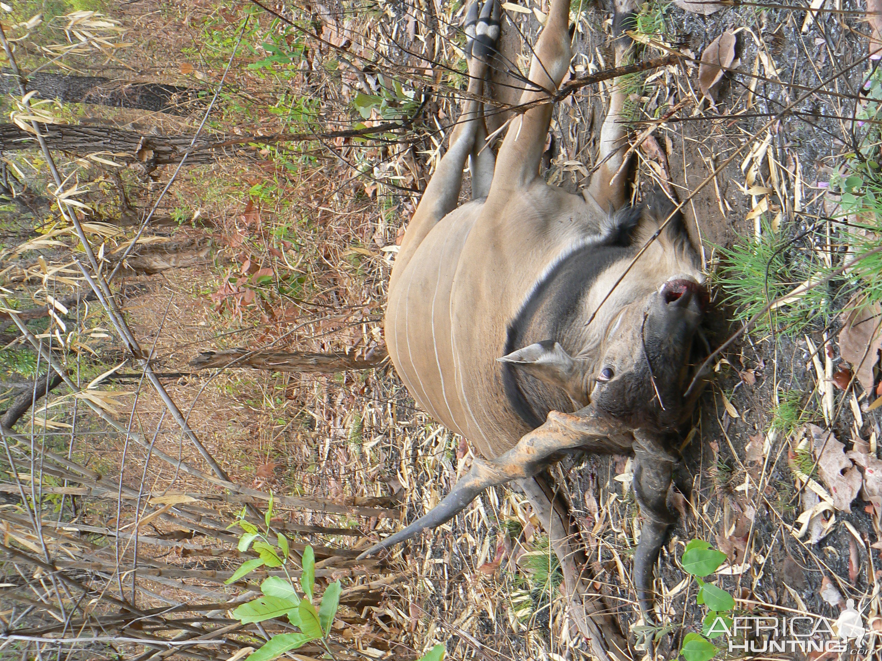 Big Eland bull from CAR, big neck, black hairs a truly great trophy