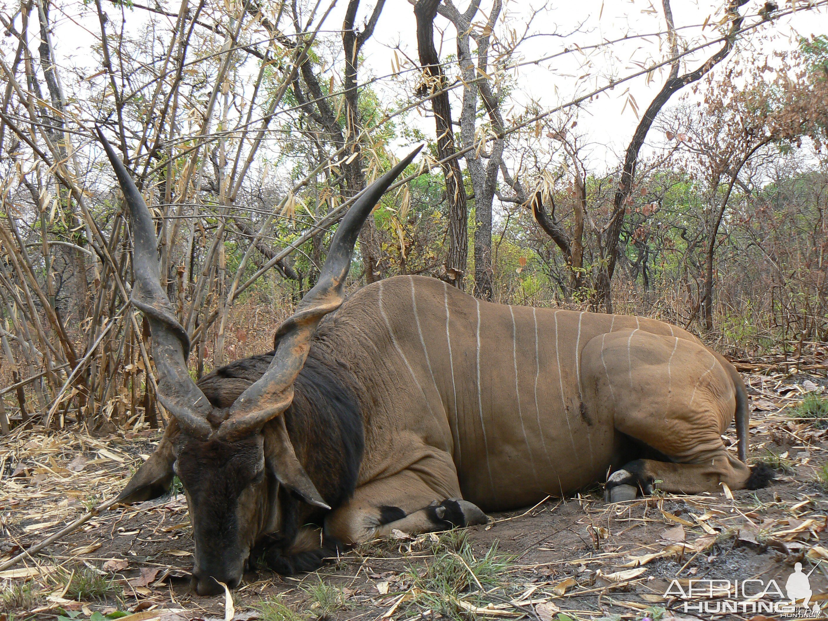 Big Eland bull from CAR, big neck, black hairs a truly great trophy