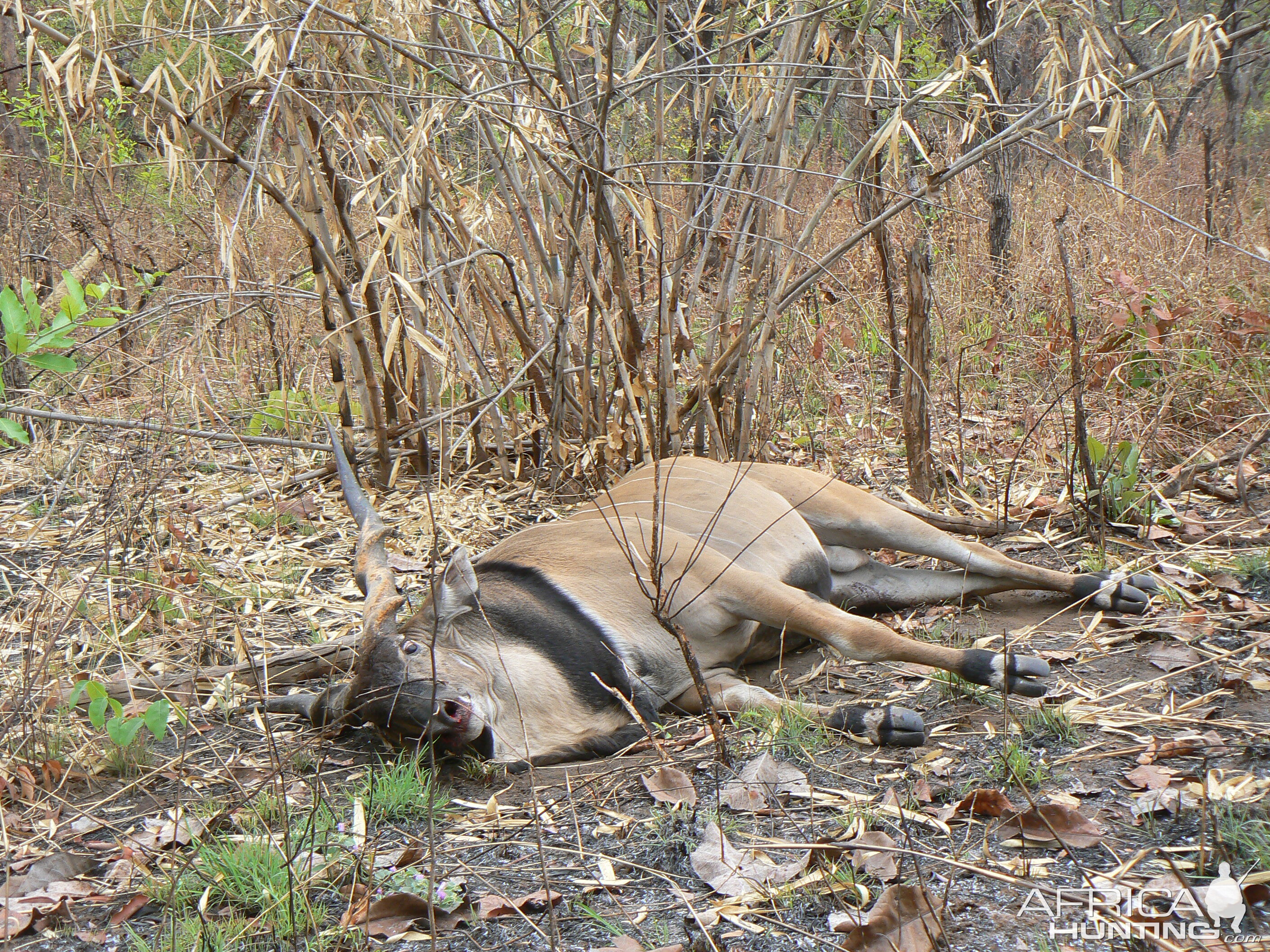 Big Eland bull from CAR, big neck, black hairs a truly great trophy