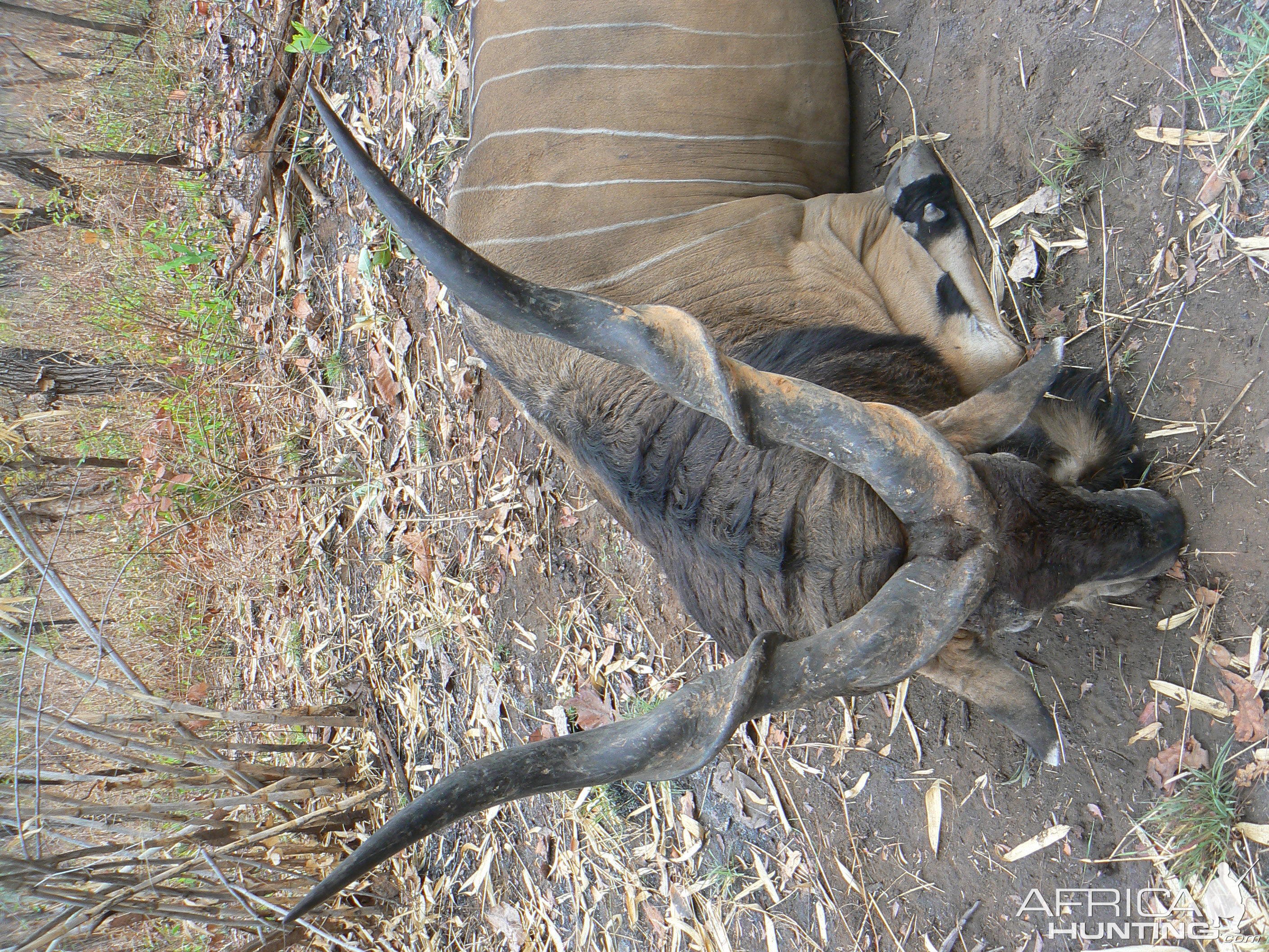 Big Eland bull from CAR, big neck, black hairs a truly great trophy