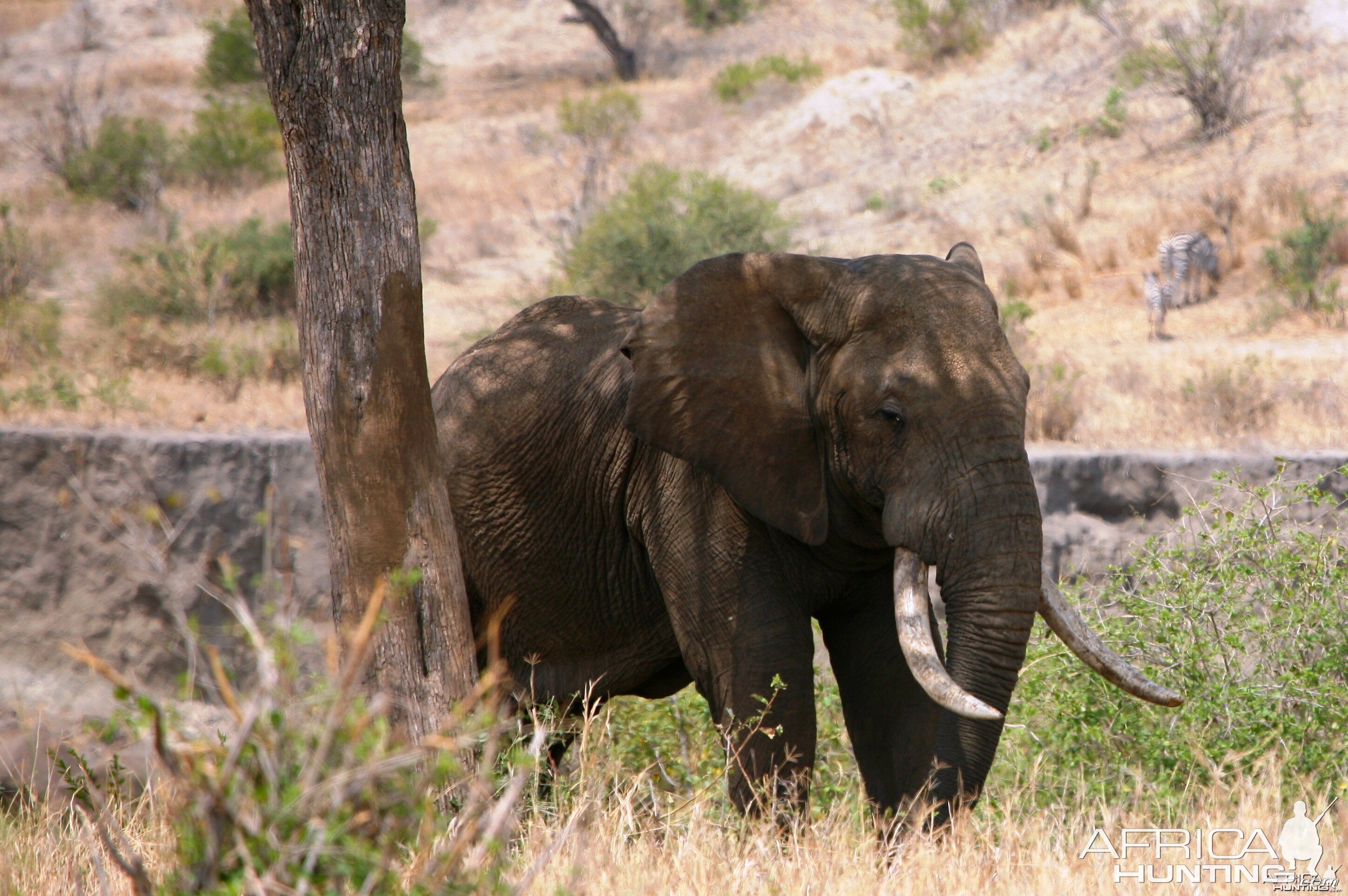 Big Elephant... Tanzania