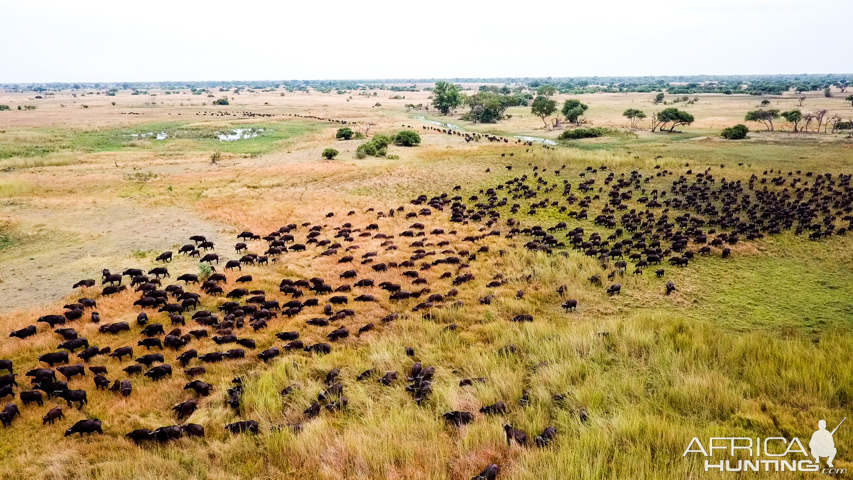 Big herd of Cape Buffalo in Namibia
