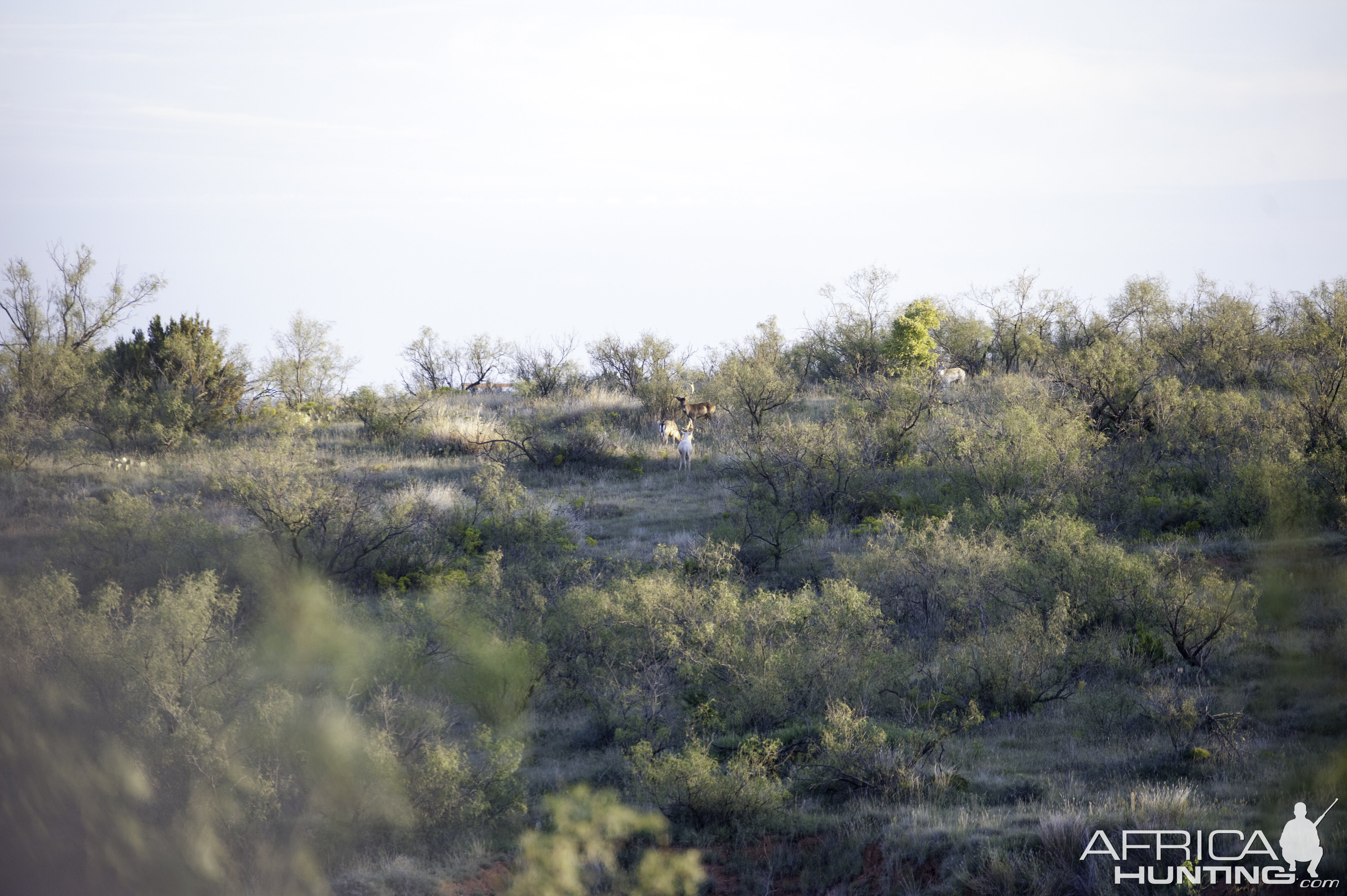 Big Horn Sheep Texas