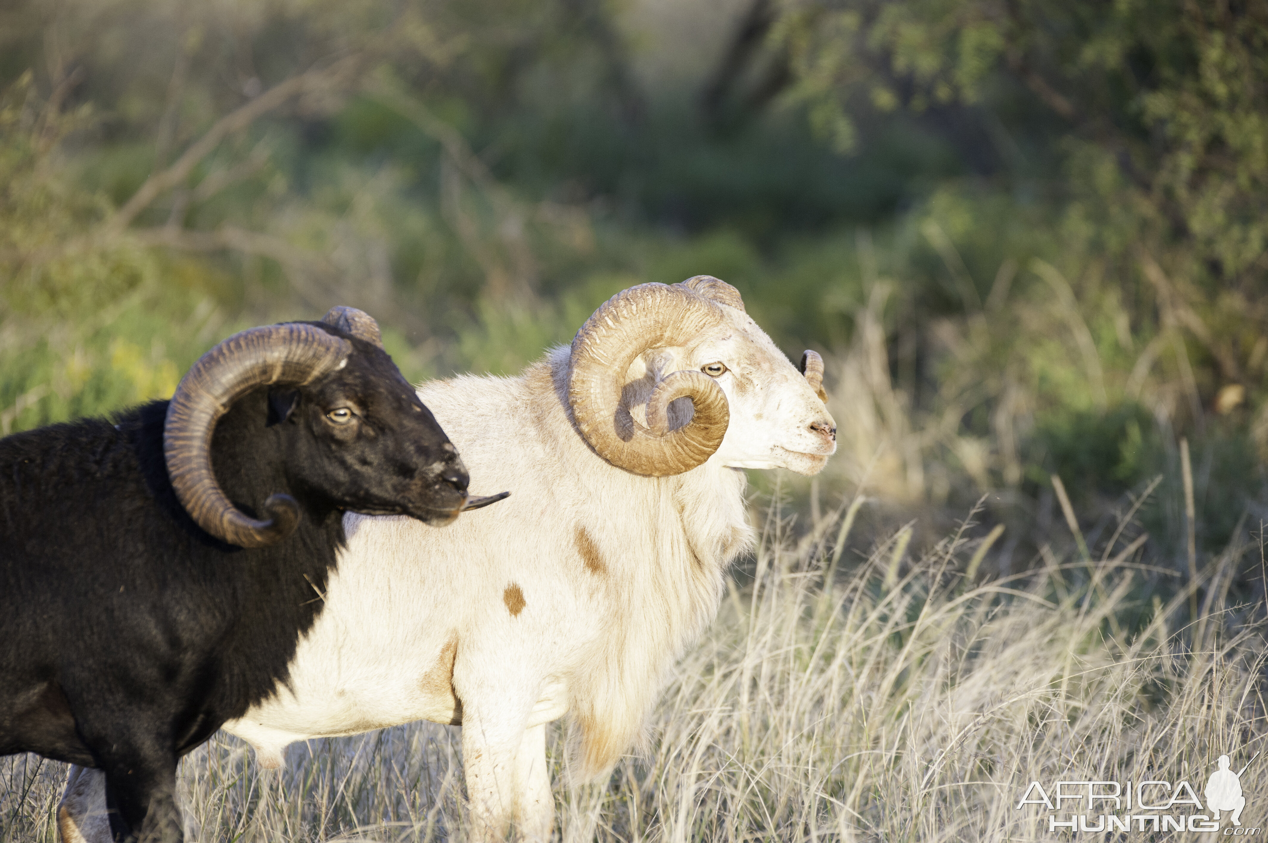 Big Horn Sheep Texas