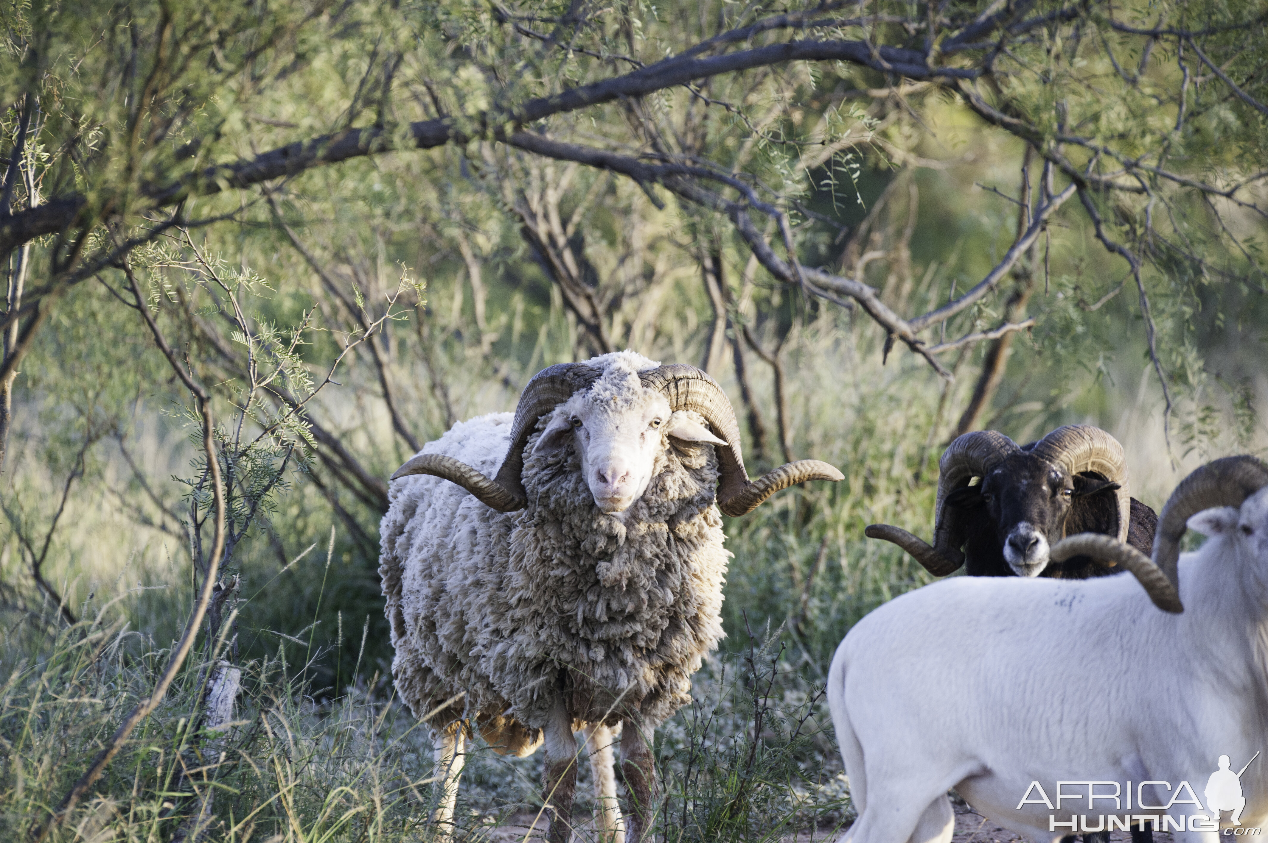 Big Horn Sheep Texas