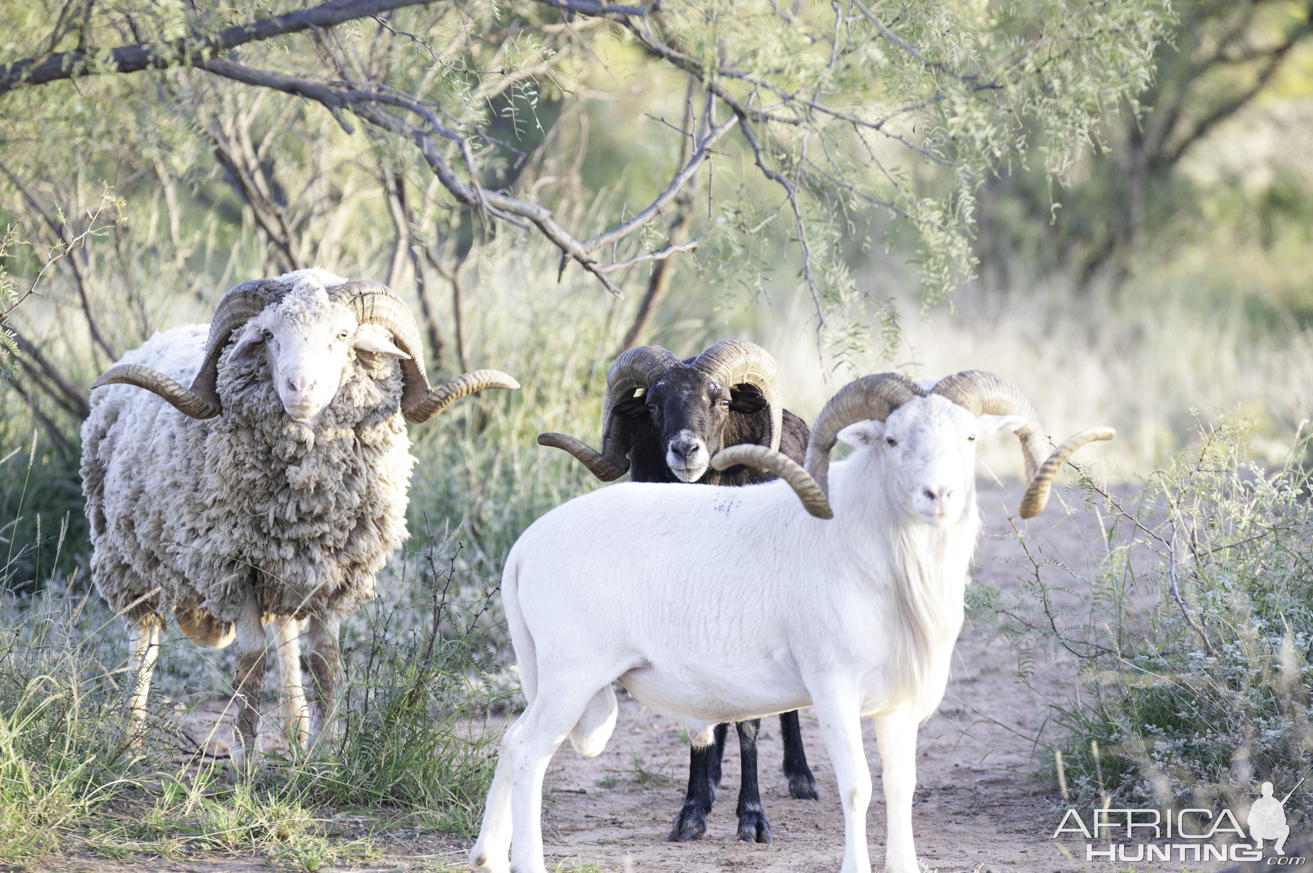 Big Horn Sheep Texas