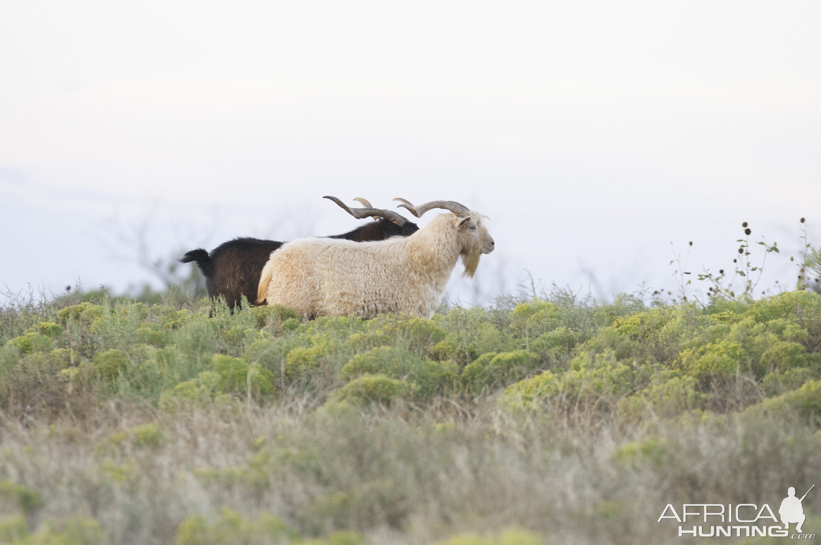 Big Horn Sheep Texas | AfricaHunting.com