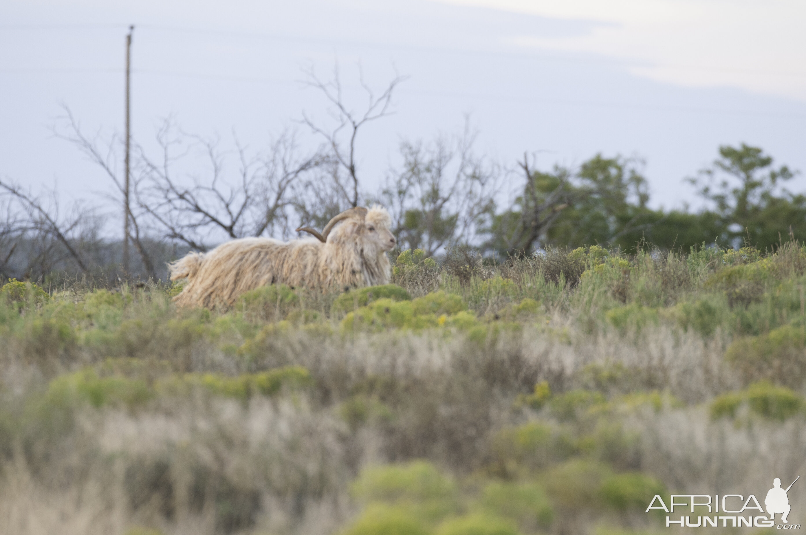 Big Horn Sheep Texas